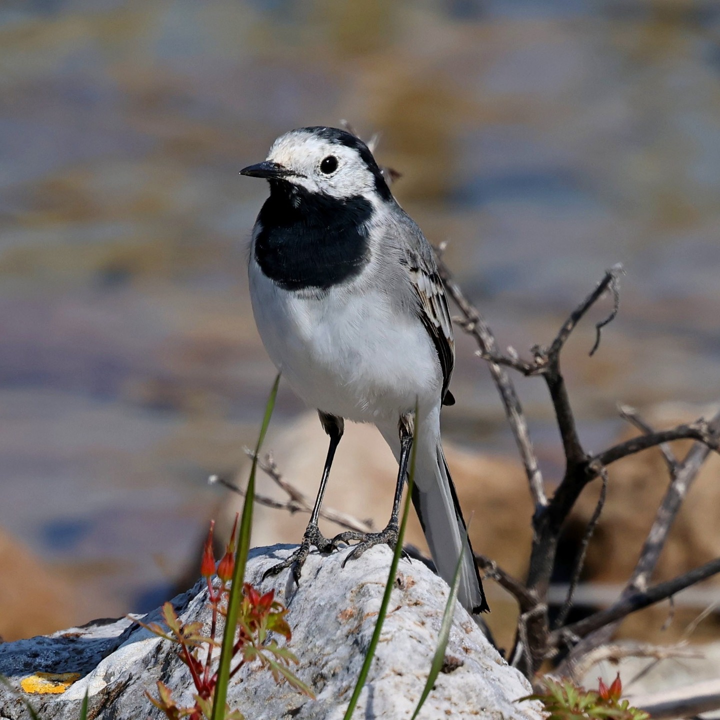 A white wagtail at Tzanata reservoir.
#islandwildlife #kefaloniawildlife #greekwildlife #guidedwildlifewalks #birdlovers