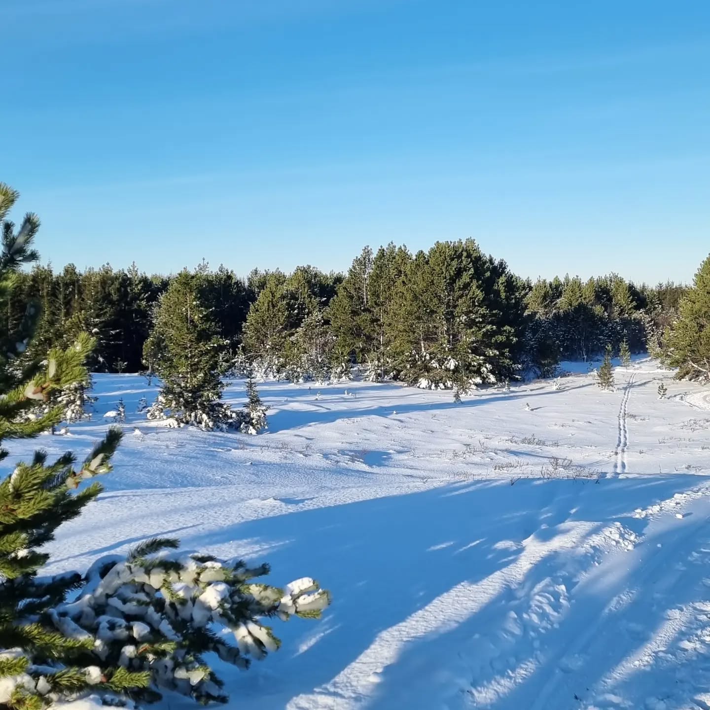 Heiðmörk in Reykjavik 💙
.
.
#iceland #reykjavik #dmcincentivetravel #eventprofs #meetingprofs #incentive #nature