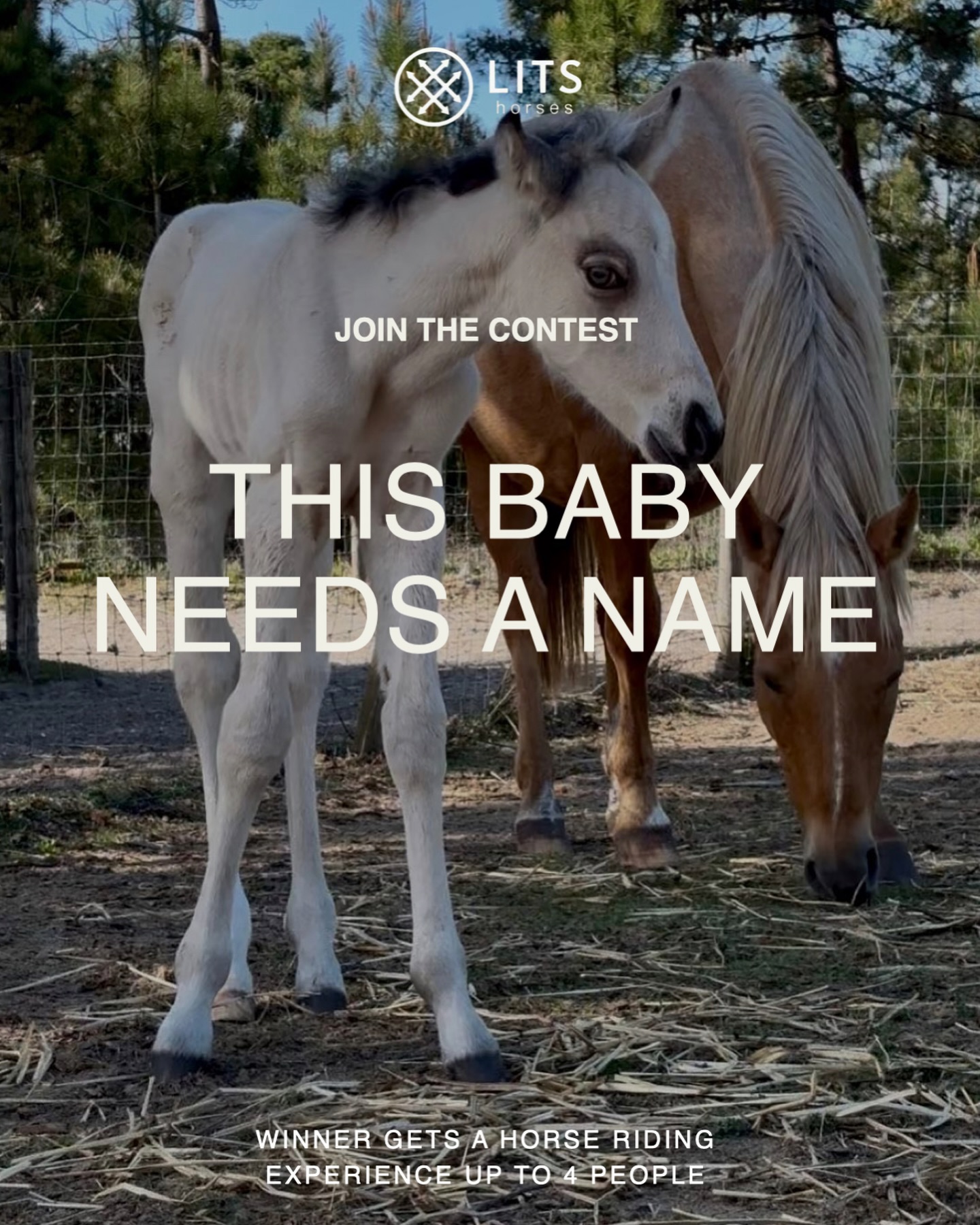 🐴 NAME OUR FOAL (BOY) – CONTEST
Our beautiful foal has just been born, and he already brings so much joy to the farm! His mom, Perla — lovingly nicknamed the Golden Barbie — has always been elegance, charm, and kindness in motion. Now she proudly guides her little one through his first days.
✨ How to participate:
1️⃣ Comment your name suggestion
2️⃣ Tag your friends so they can like your comment
3️⃣ The comment with the most likes wins
🏆 Prize:
A Horse Riding Experience for up to 4 people
We can’t wait to see your ideas — let’s welcome this new little star together! 🌟
The winner will be announced on March 31st🤍