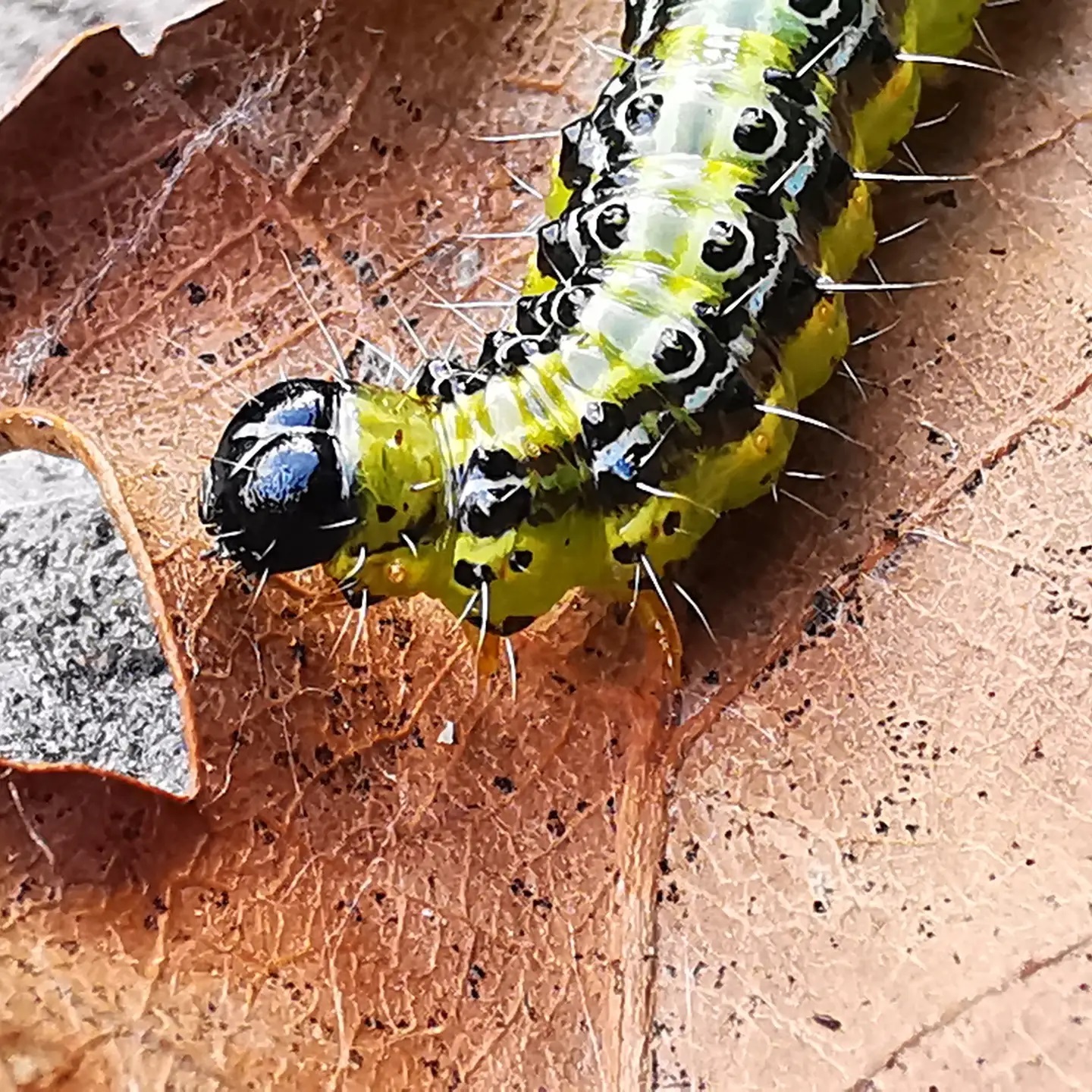 We've been picking Box Moth off of our clients box hedging recently.
These pests can cause terrible damage in a very sort space of time.
You can manually pick them off as best you can and spray the hedge with Topbuxus XenTari which has a safe bacteria called Bacillus Thuringiensis which kills the caterpillars off.
#boxmoth #caterpillar #boxhedge #gardening #gardener #gardenersworld #gardensofinstagram #outdoors #lovinglife