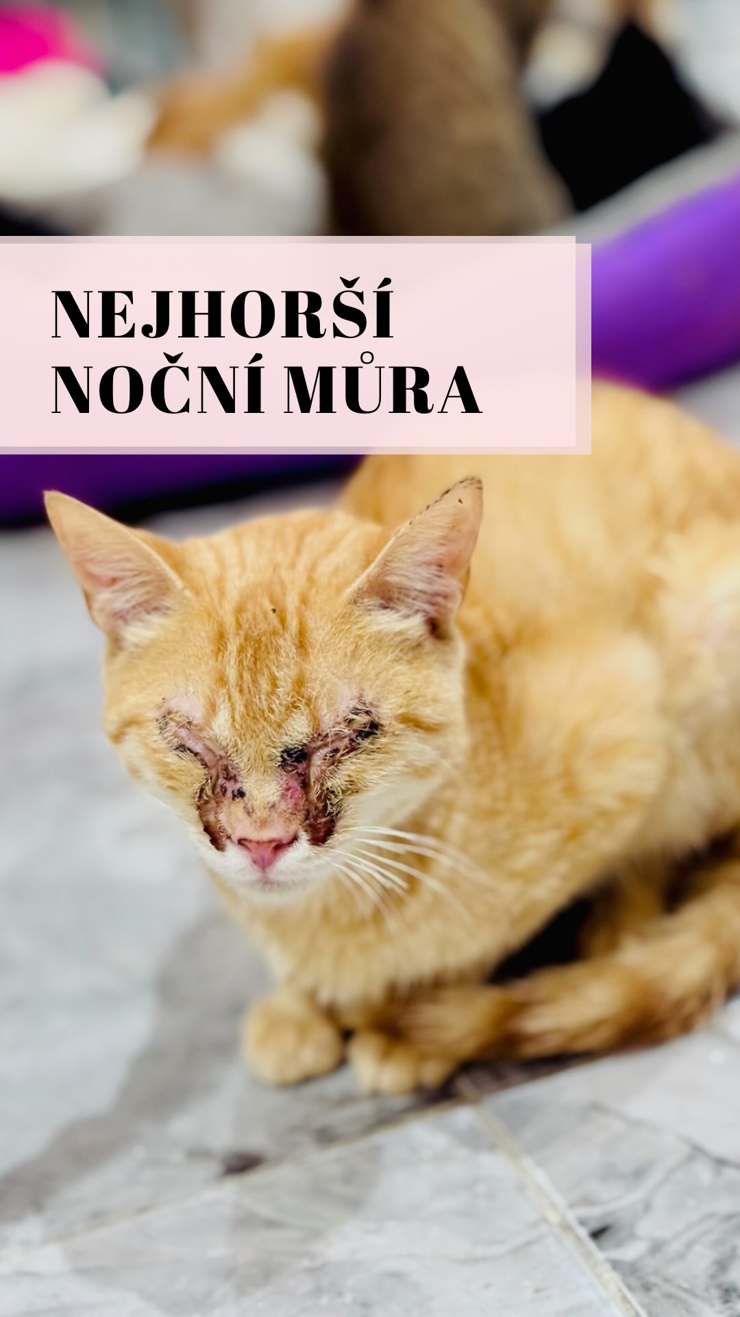 NEJHORŠÍ NOČNÍ MŮRA. LUXOR NÁM TRHÁ SRDCE. 🇪🇬💔
Přijeli jsme do Egypta na pozvání Walaa, se kterou spolupracujeme v rámci programu pro slepé kočky Dario Meowgical. Čekali jsme ledacos, ale realita v Luxoru? To je nejhorší noční můra každého milovníka zvířat. To, co tu vidíme na každém kroku, se nedá popsat jinak než jako naprosté zoufalství. 🥀🐈
🆘 Účet pro pomoc v Luxoru: 1000900070/5500
📍Poznámka: Luxor
Walaa je neuvěřitelná. Bojuje za tyhle zapomenuté duše každý den, snaží se jim zajistit aspoň základní zázemí a bezpečí. 🙏Jenže bez prostředků je to boj s větrnými mlýny. Kočky jsou tu nemocné, podvyživené a sehnat pro ně v Egyptě třeba jen kvalitní antiparazitika? To znamená složité vyjednávání a podplácení doktorů, aby vám vůbec něco prodali. 🏥❌
NEMŮŽEME SE NA TO JEN DÍVAT. CHCEME POMOCT! 🙏🏻
Rozhodli jsme se pro Walaa a její svěřence uspořádat materiální sbírku přímo tady na místě. Chceme nakoupit všechno, co je teď dostupné a co tyhle kočky nutně potřebují:
👉 Kvalitní krmivo a vitamíny, aby zesílily. 🥣💊
👉 Stelivo a základní hygienické potřeby.
👉 Hračky a drobnosti, které jim aspoň na chvíli vrátí chuť žít.
Pomůžete nám v tom? Máme jednu obrovskou výhodu – naše měna je silnější, takže i vaše „malá“ pomoc tady dokáže udělat neuvěřitelné věci. Každá koruna se tu násobí a mění se v reálnou úlevu od bolesti a hladu. 🪙🟰✨
🆘 Účet pro pomoc v Luxoru: 1000900070/5500
📍Poznámka: Luxor
Prosíme, buďte v tom s námi. Nenechme Walaa v tomhle pekle samotnou. Budeme vděční každému z vás, komu osud těchto koček na druhém konci světa není lhostejný. Společně jim můžeme aspoň trochu ulehčit jejich krutý úděl.
Láska ke kočkám totiž nezná hranice a spojuje svět. 🗺️ 🐈
Tým Šklíby 🐾