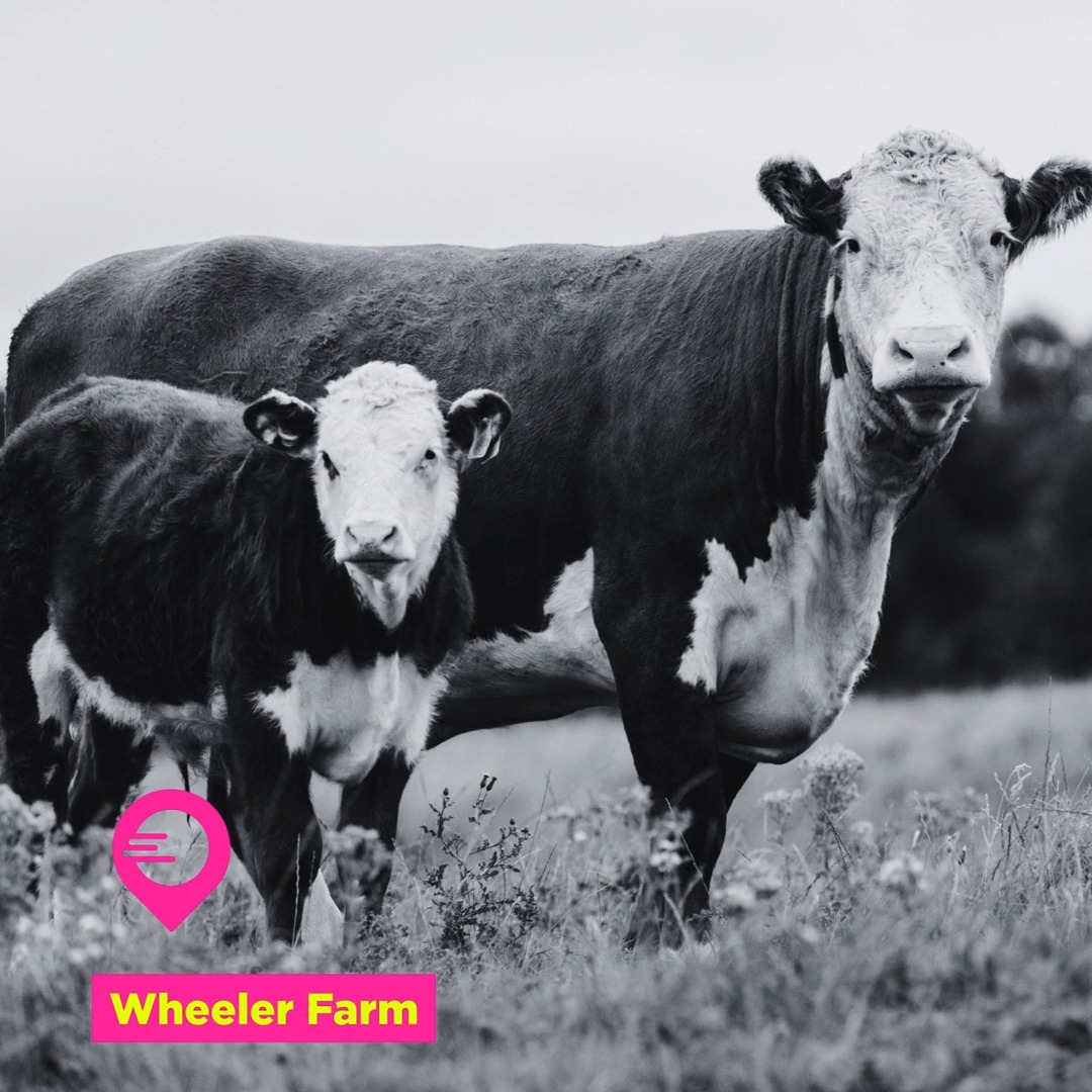 There's nothing better than local farm fresh items like eggs from The FARM and beef from @wheelerfarmsmeatandmarket.
#eatlocal #farmers #chickashaok