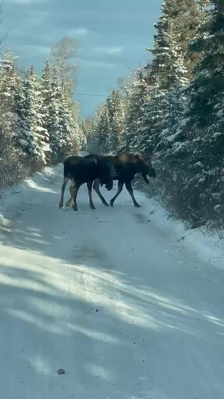 I prefer these types of traffic jams #Alaska #alaskalife #moose #traffic