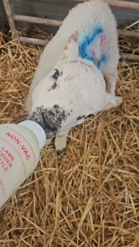 This is Billy, one of our orphan lambs having his morning feed. We will soon be adding our lambing experiance day to the website, sign up to our newsletter to get updates from the farm www.littleclayhillfarm.co.uk