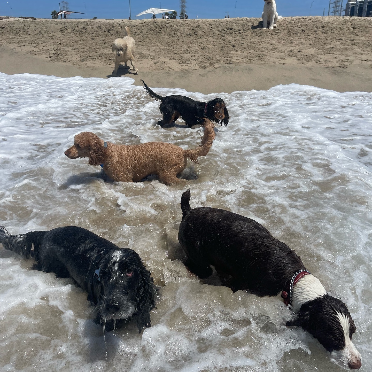 Beach week highlights
.
.
.
.
.
#packwalks #packwalk #dogwalker #dog #dogwalking #dogwalkerlife #dogwalkersofinstagram #dogwalkerslife #dogwalkers #dogs #doglover #hikingla #lahiking #hiking #dogsofinstagram