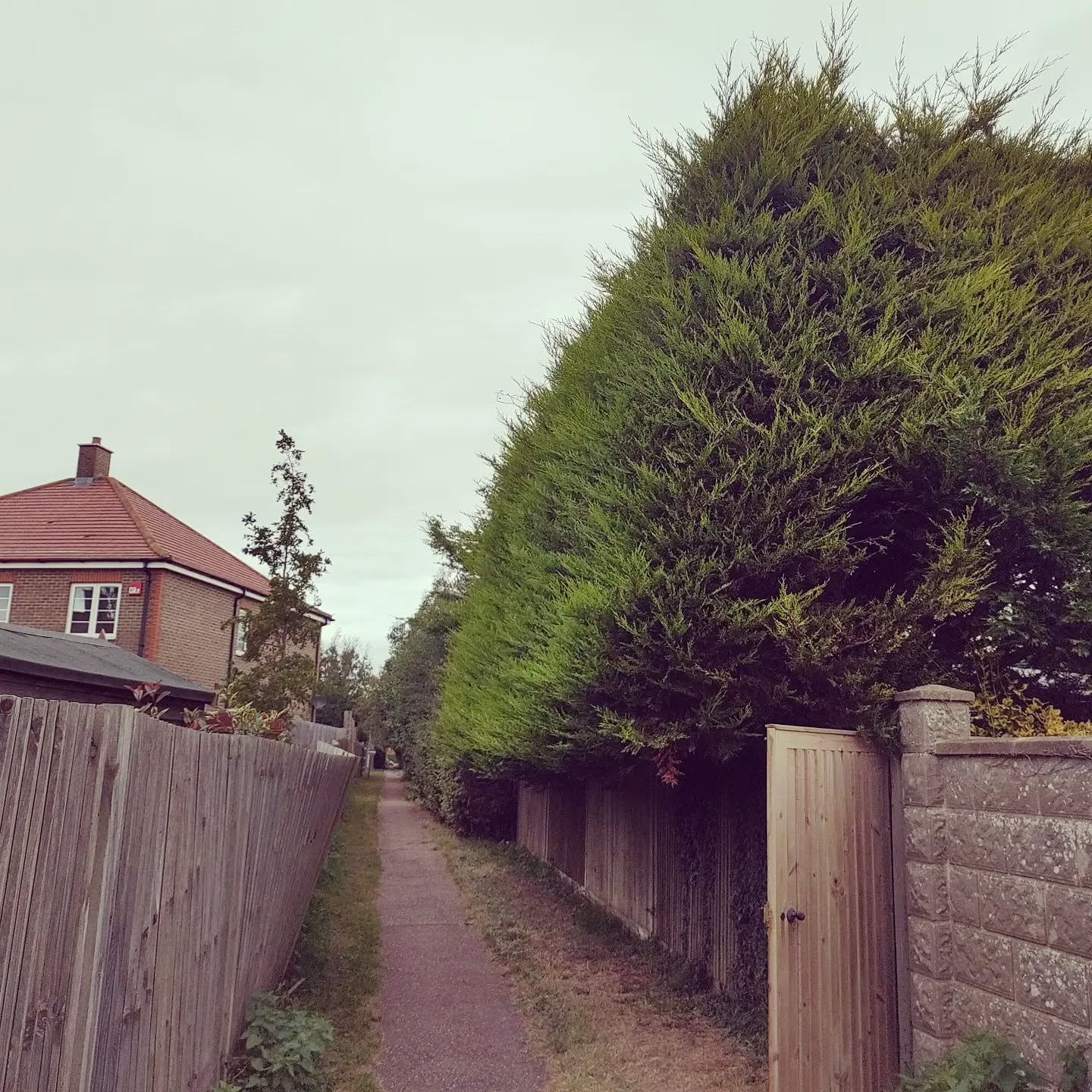 This hedge now looks like it's carved out of stone!
3ft reduction we done on this conifer hedge in Chichester ,