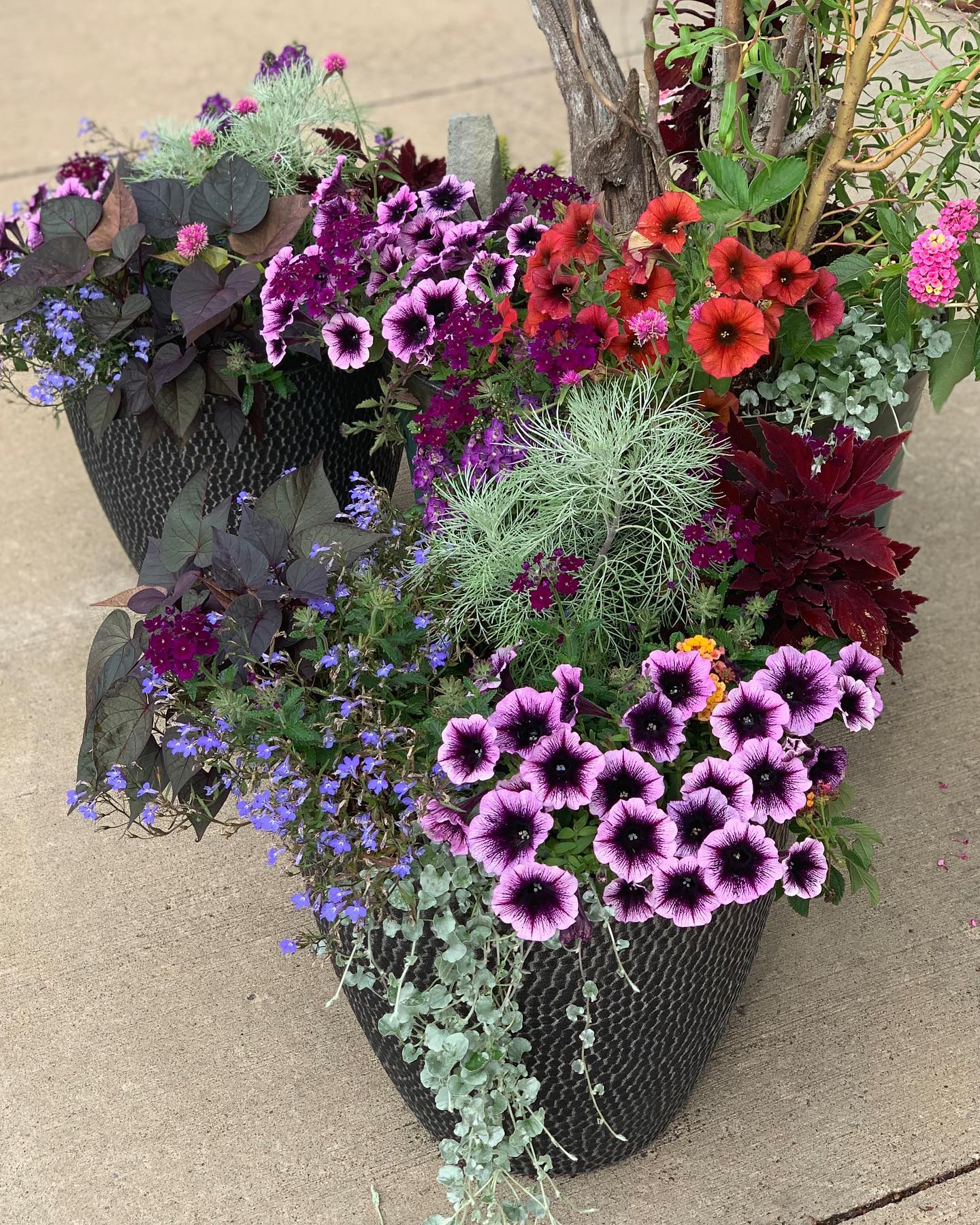 The rain may be slowing down our crews but it’s bringing our plants to life. ⛈️🌈🌱
#containergardening #seasonalcolor #annuals #planters #plants #containerdesign #landscapedesigner #gardenideas #gardenphotography #pennstate #statecollege #landscaper #yondermountain #conservation