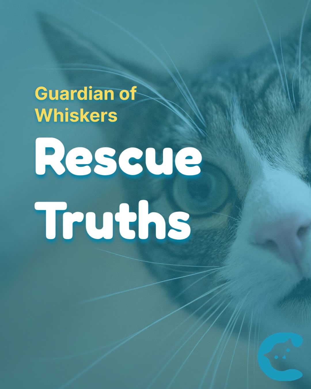 “Rescue needs more than heart. It needs a system.”
These insights come from our interview with Kimmese, who cares for dozens of rescued cats every day.
Swipe to learn more 🐾 #cat #catrescue