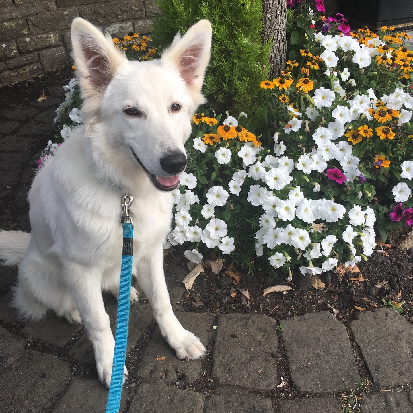 Luna as a slightly more grown up puppy, exploring Skipton, North Yorkshire. #swishsheps #shepherddog #shepherddogs #germanshepherd #breakfreefromthekc