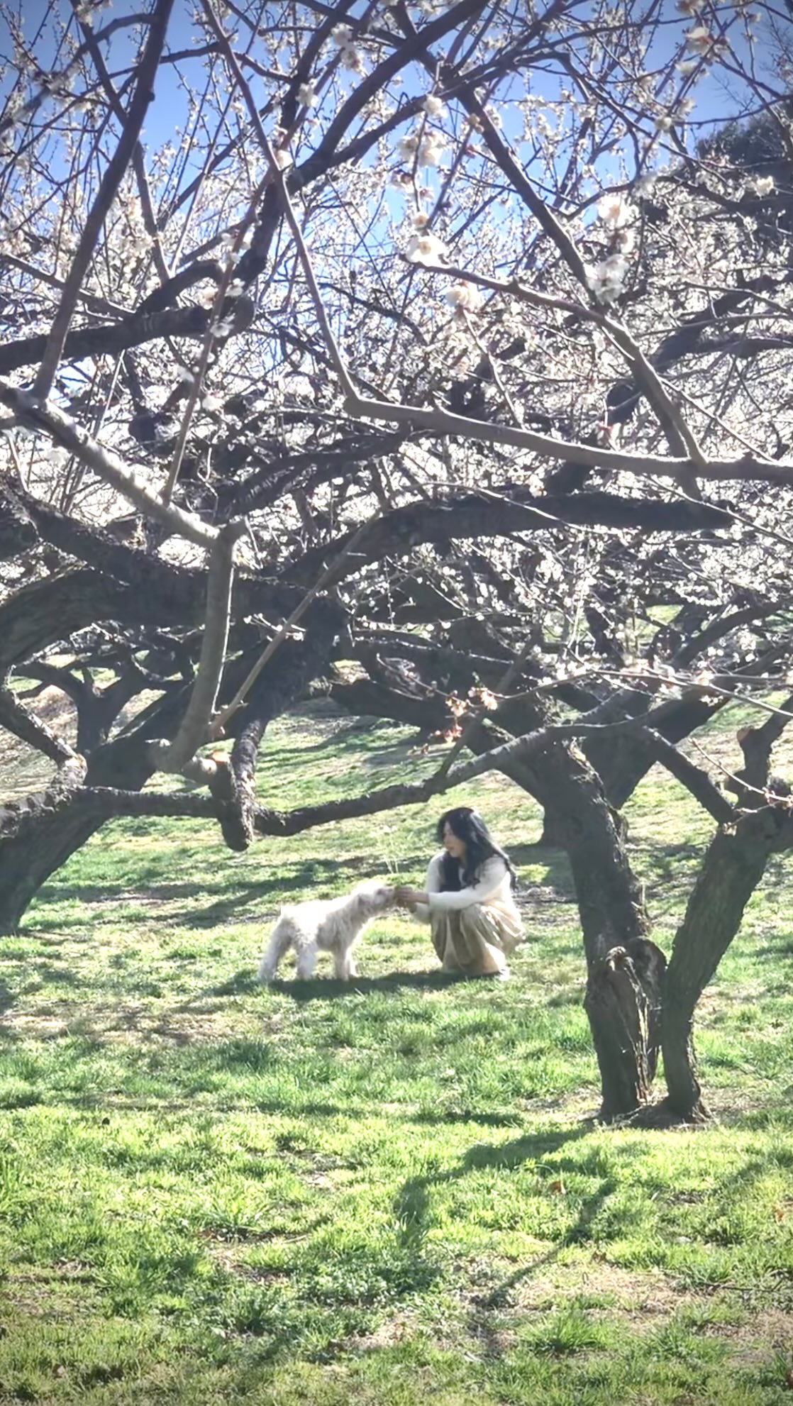 🎧
Sanctuary | Ayano Tachihara
Official Audio Film Mid
Sanctuary of the Day #1
The Ancient Forest in Full Bloom
R0820260311WV | MMF
Full version available on the Official Website.
https://www.ayanotachihara.com
Link in Bio.