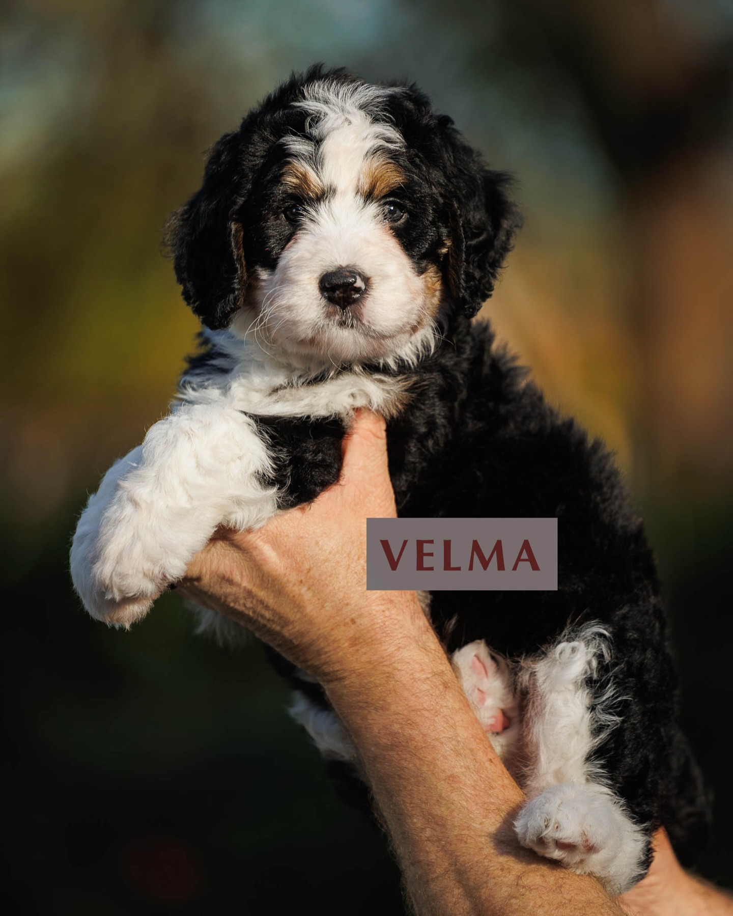Our gorgeous pups are 6 weeks old and we are obsessed. 💝 We will be doing aptitude/temperament testing this week and puppy selections will follow. We are super excited and can’t wait to see which puppy each family chooses. They are all so amazing…..these families are going to be so blessed by these pups 🥰