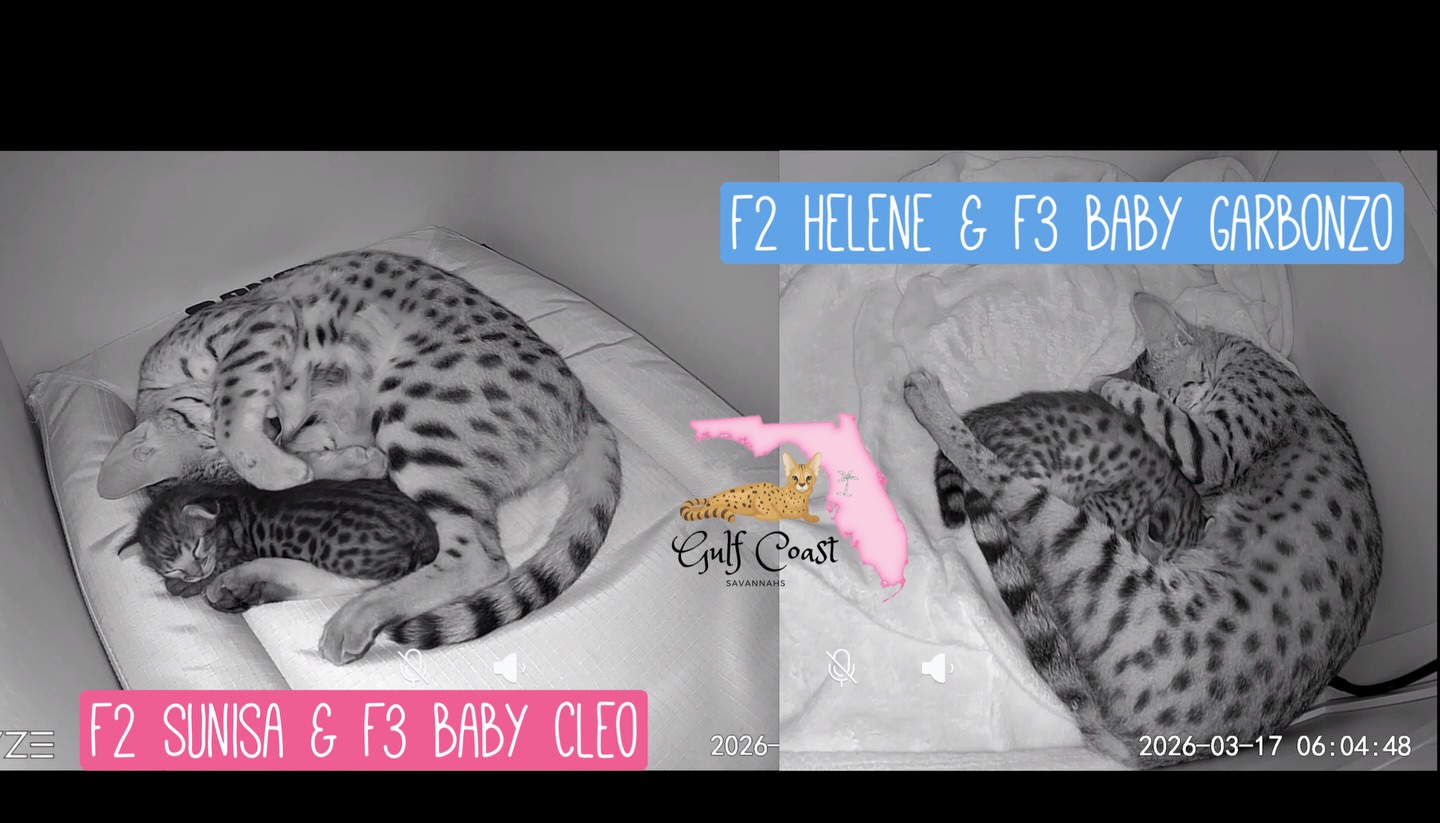 Checking in on the babies and mommies 🩷💙 sweet snuggles
#snuggletime #kittysnuggles #cutekittens #sleepykitty #wyzecam
