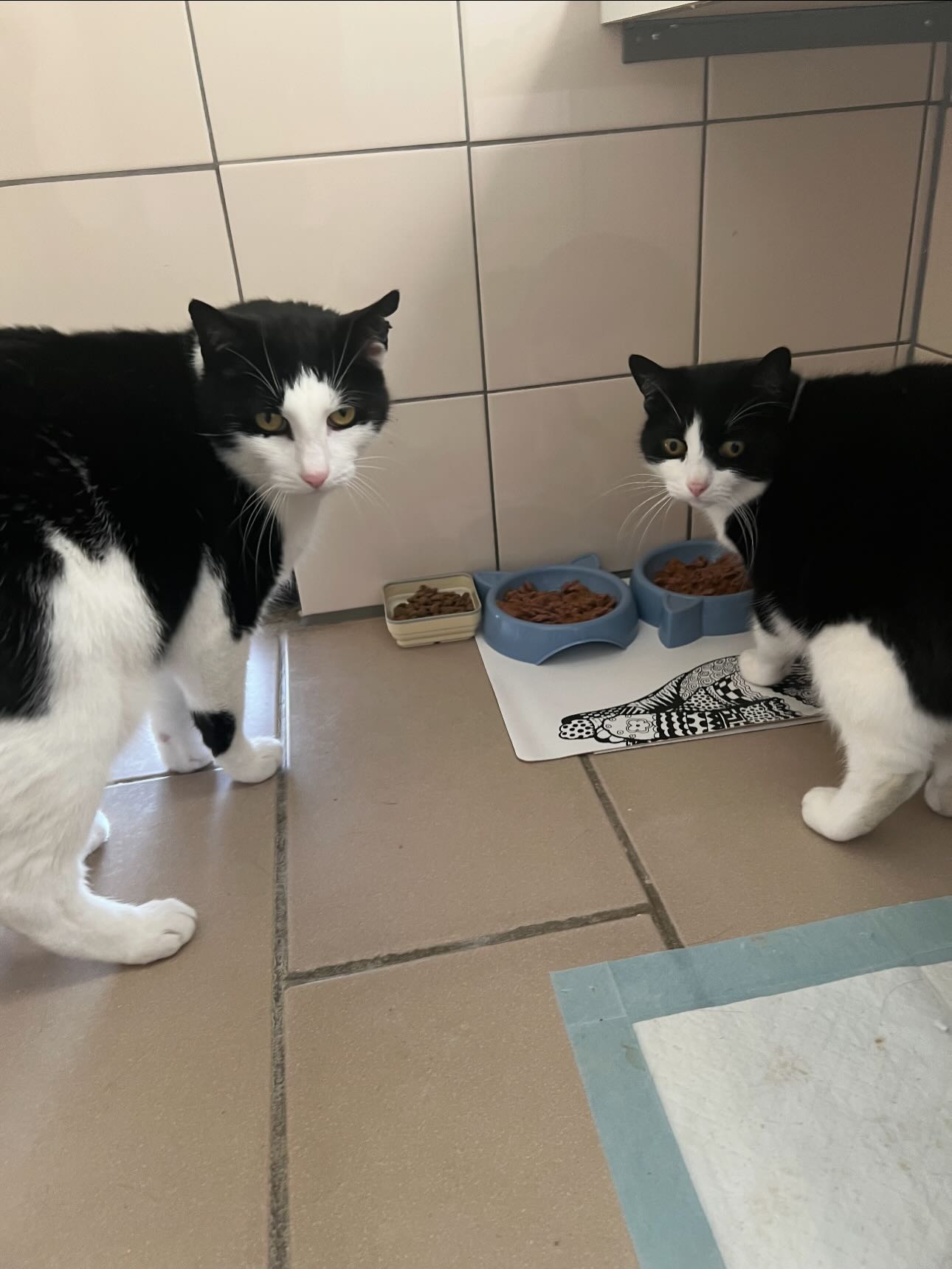 Our current boarders enjoying their breakfasts and a fuss π