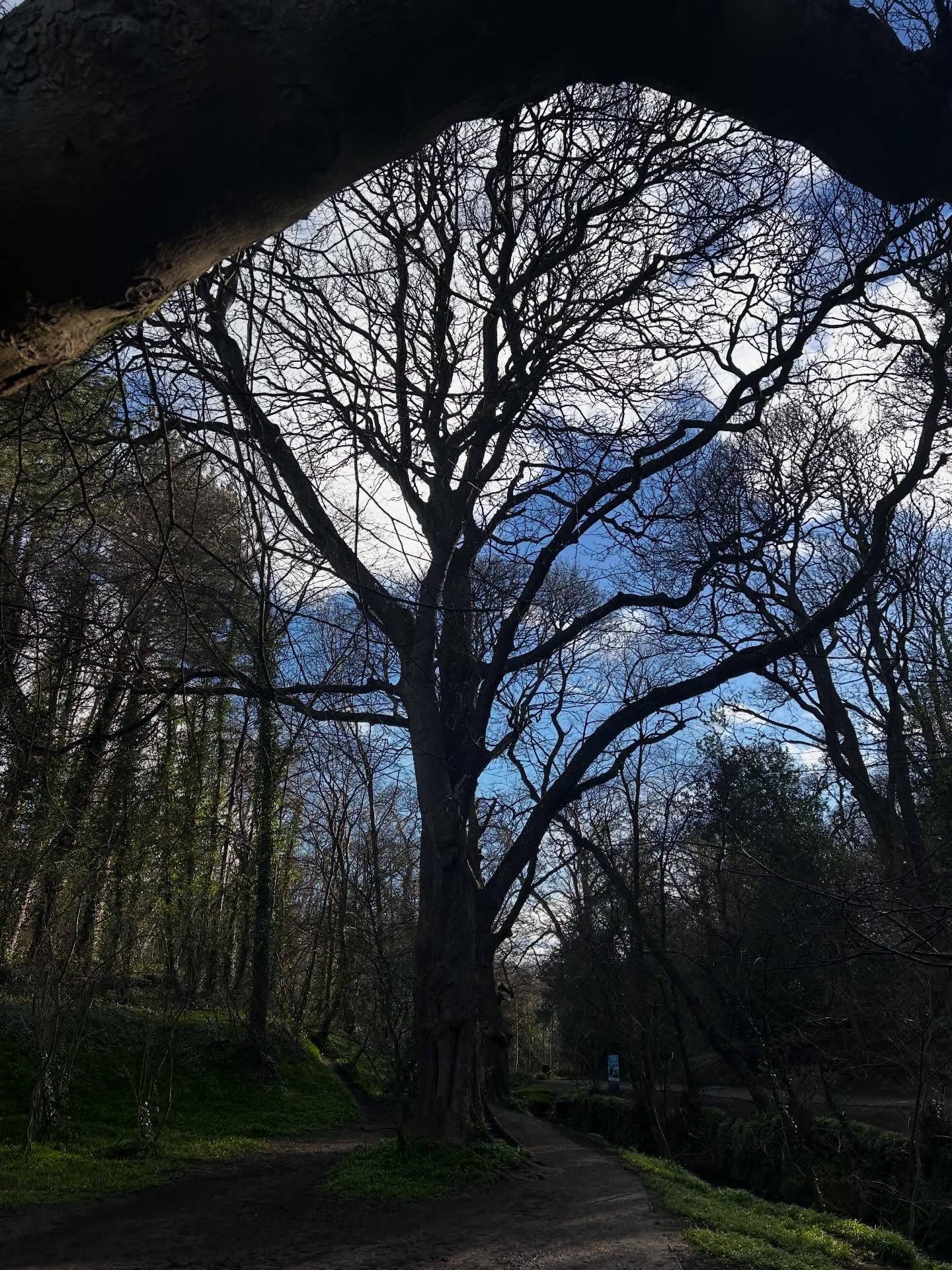 Spring is unpredictable; just like life. Yesterday was freezing cold and snowy, today was warm and windy. The trees, animals and plants adapt accordingly. We can learn everything we need to know our ourselves by paying attention to them. #forestbathing #forestbathing🌲🌲🌲 #forestbathingscotland #forestbathingedinburgh #wildlife