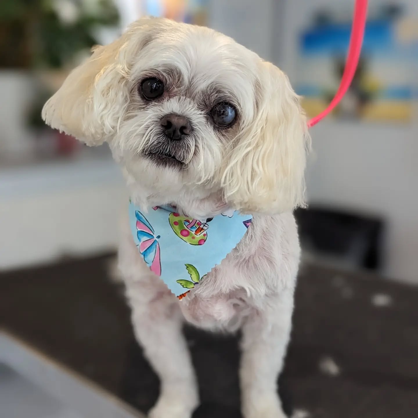 Sadie ๐ถ
Charlie ๐ถ
Codes ๐ถ
Tootles ๐ถ
Bernadette ๐ถ
#saltydogs #saltydogpetspa #groomingbylexi #menomoneefallssmallbusiness #menomoneefallsdowntown #menomoneefallsgrooming #mkegrooms #groomingalldayeveryday
