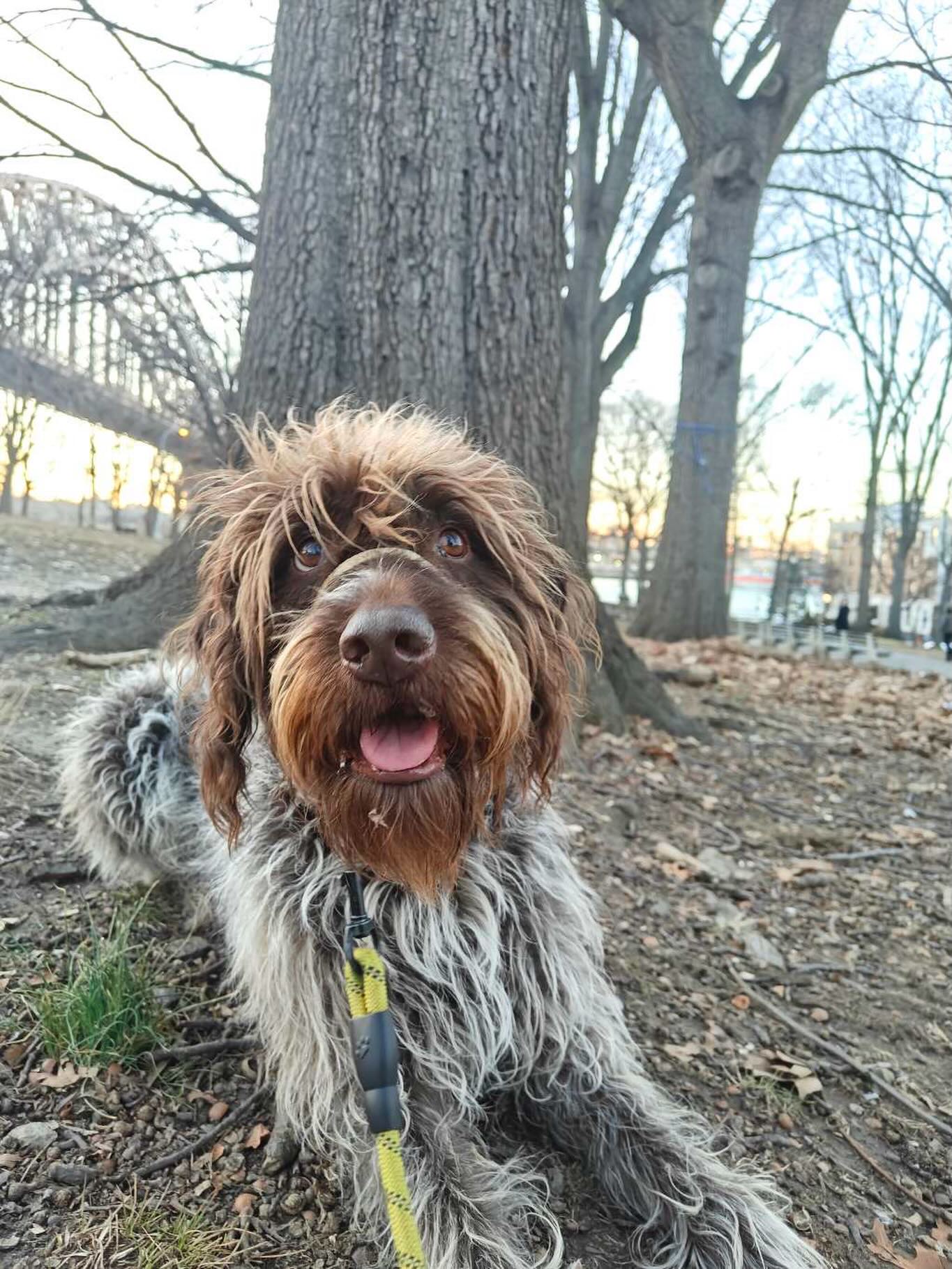 Warning: this smile may cause instant happiness 😄🐾
#dogsofallboroughs #wirehairedpointinggriffonsofinstagram #wirehairedpointinggriffon #dogsofastoria #smilebright