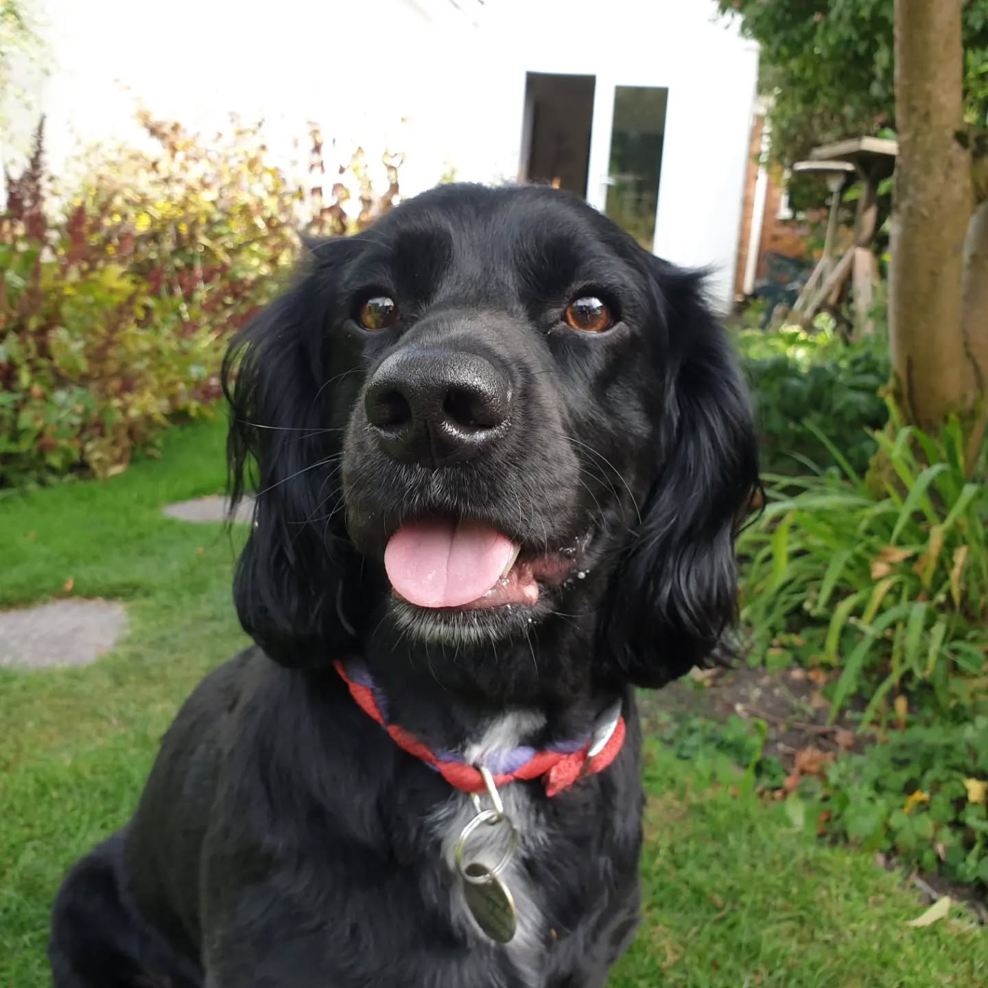 A cosy home from home for your dogs! Whether you're out at work or on holiday, your dogs will be properly pampered in my home with lots of play, walks and cuddles (if they like that)! π
#dogdaycare #dogboarding #dogs #dogsofinsta #hednesford