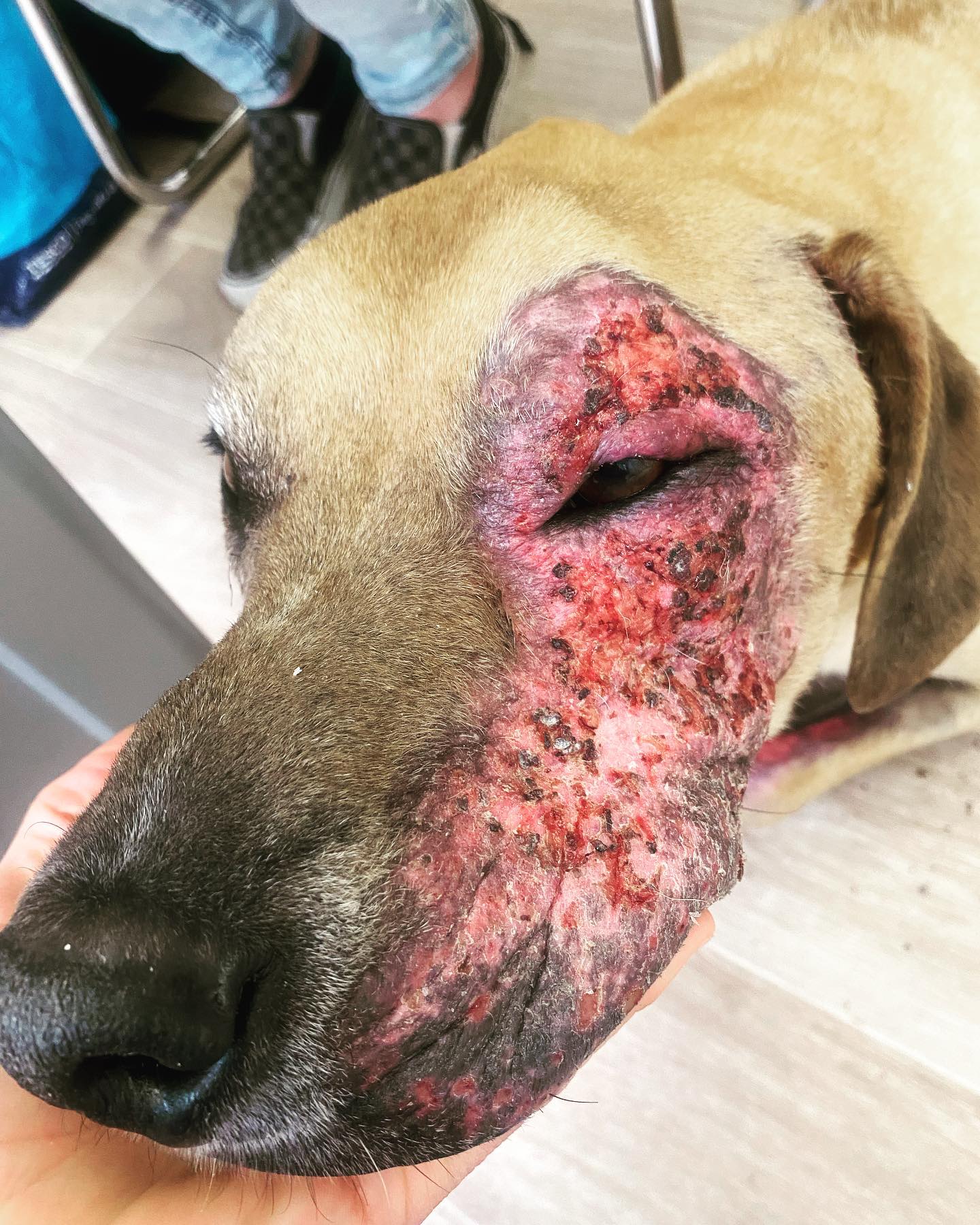 Cooper est atteint de pyodémodécie. Ce parasite du follicule pileux et des glandes sébacées peut proliférer dans un contexte d’immunosuppression primaire ou induit par les médicaments.
Un mois plus tard, il va beaucoup mieux !
#vetdermatologiemarseille #veterinaire #dermatologie #chien #demodicosis #pyodermite #pyodemodicosis #acarien