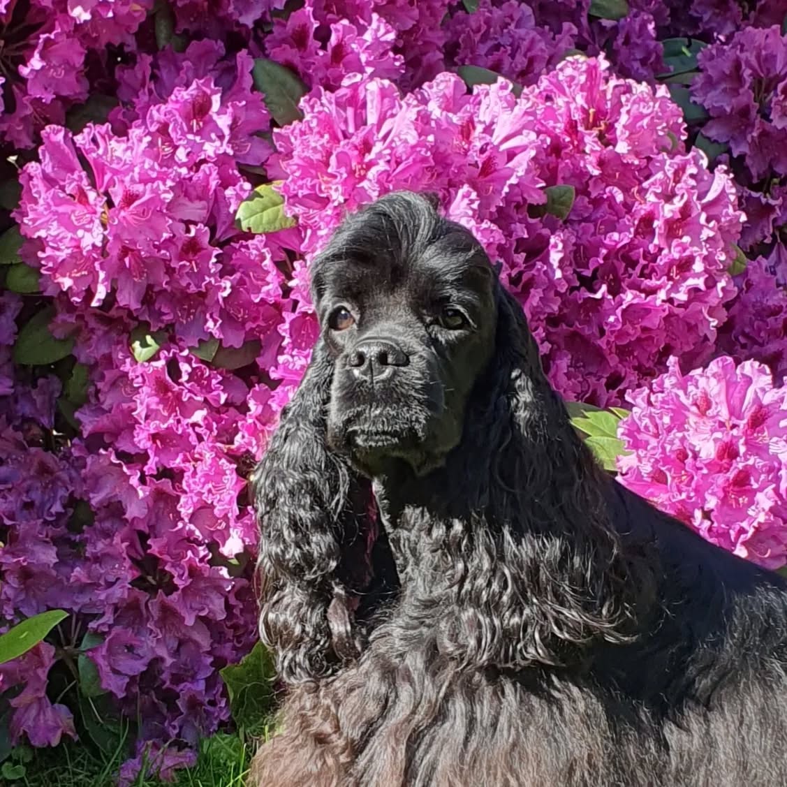 Lucy, Finja und Emely vor dem Rhododendron 😍
#americancocker
#cockerspaniel
#spaniel
#swisscockerspaniel