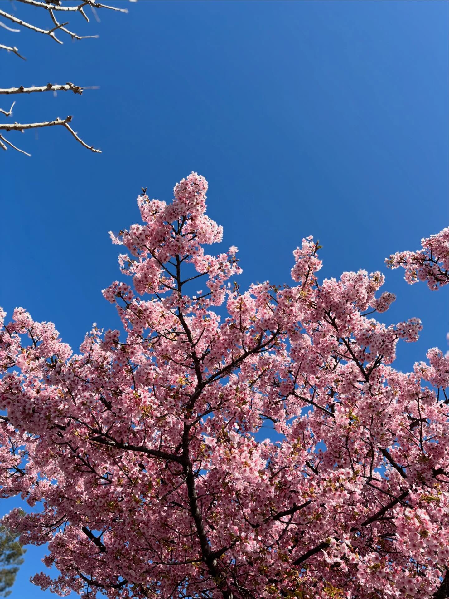 名古屋では、桜の開花が始まったようです🌸
写真の桜は散歩中にみつけた
早咲きの桜です
気持ちのいい季節なのですが
この時期が「ちょっと苦手」というかたも
意外と多いように感じます
このくらいの時期になると、
なんだか怠い
めまいがする
頭が痛い
肩や首、腰が痛くなる
など、体調面での不調を感じたり
イライラする
ぼんやりする
落ち込みやすくなる
という、気持ちの不安定さを感じるかたも
いらっしゃいます
寝込むほどの不調ではないけれど
すっきりしなくて、つらいですよね
自分の体質に合った何かしらの対策法があると
いいのですが
それが見つからないのなら
この時期は、無理をせず自分にやさしくして
季節が進んでいくのを待ちながら過ごしてほしいなぁ
と思います
・
#mokupilates
#名東区ピラティスプライベートセッション
#自分の身体の特長を知る
#痛みのない身体
#心地よい身体