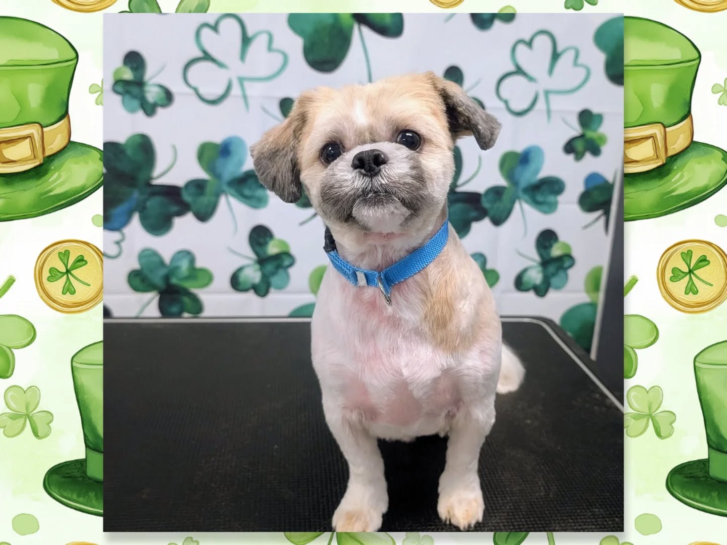 Happy St. Patrick’s Day! 🍀
Wishing all my wonderful clients and their pups a day full of luck, treats, and maybe a little bit of gold. 💚
Pictured is Chip
#stpatricksday☘️ #green #doggrooming #cutedogs #shamrock