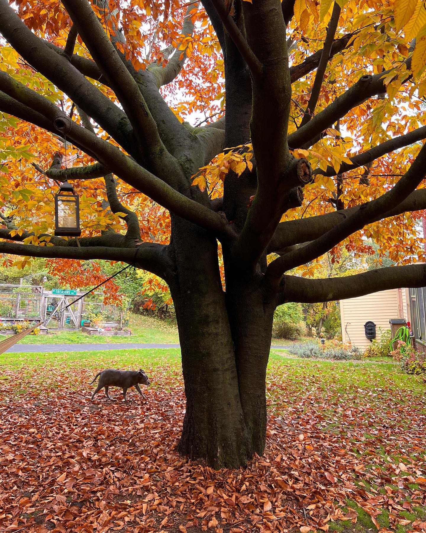 This fall fell so hard it nearly killed us with color!