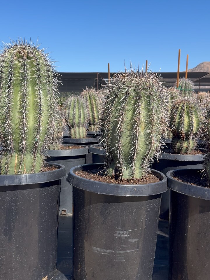 Sentinels of the Sonoran
Some plants politely populate a landscape.
The Saguaro simply stands sentinel.
Carnegiea gigantea — the sovereign cactus of the Sonoran —
is less a plant than a pillar of desert physiology.
Ribbed columns run like pleated parchment from base to crown,
allowing the stem to swell with stormwater and slim through drought — botanical bellows built for boom-and-bust rainfall.
Spines do more than posture.
They cast cooling shade, soften solar scorch, and shield the stem while the cactus quietly conducts the chemistry of survival.
Inside the column: a cathedral of woody ribs — structural scaffolding strong enough to support flowers, fruit, birds, and a century of desert weather.
Come late spring, the crown crowns itself.
Waxy white blossoms open to bees by day and bats by night,
each bloom a brief but brilliant announcement of desert abundance.
The result:
Ruby fruit.
Feasting doves.
Thriving desert life.
In other words:
A Saguaro is not simply surviving the Sonoran.
It is stewarding it.
These 15-gal Saguaros already carry the unmistakable silhouette —
upright, armored, architectural.
A cactus that reads like punctuation on the desert skyline.
Plant one and you’re not merely placing a specimen.
You’re planting a pillar of place.
15 gal Carnegiea gigantea
Rooted in resilience.
Grown for gravitas.
Supplied for landscapes that stand tall.
#Saguaro #CarnegieaGigantea #SonoranSentinel #RoadrunnerTreeFarm #CasaDelZorroNursery