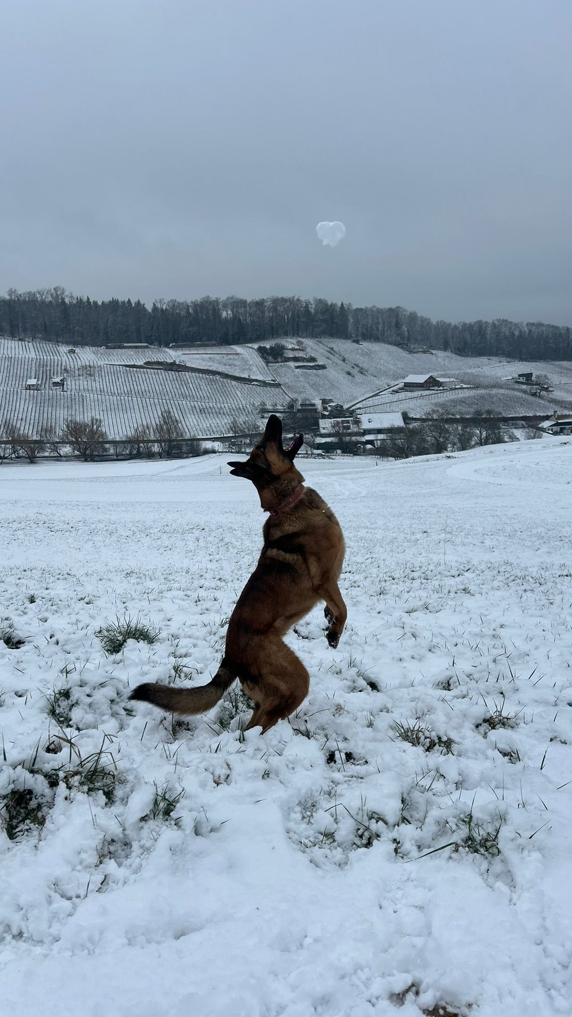 Damit sich Dein vierbeiniger Freund voller Freude austoben kann.
Wir beraten Euch gerne und unter Umständen ist ein Ergänzungsfuttermittel zur optimalen Unterstützung der Gelenkfunktion für Deinen Liebling genau das Richtige.
@tierarztpraxis_rothenburg
#gelenke #ergänzungsfuttermittel #hundespiel #hundeliebe❤️🐾 #spazierenmithund