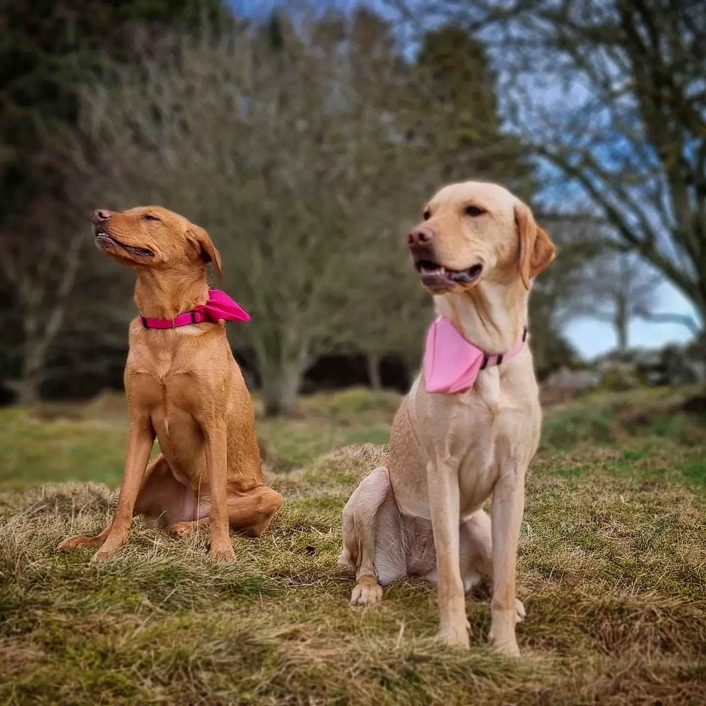 Luna & Quinn
#luna #quinn #foxredlab #goldenlabrador #labradorretriever #labrador #labradorable #labradors #lab #dogphotography #dogsofinstagram #instadogs #dogsofinsta #sisters #scotland #dogstagram #dogsofinstaworld #dogsofig #dogs_of_instagram #instagramdogs #adventurewithdogs #dogoftheday #dogs #lovedogs #goodgirl #happy #dogsdaily #doglovers #doglife #dogwalking
