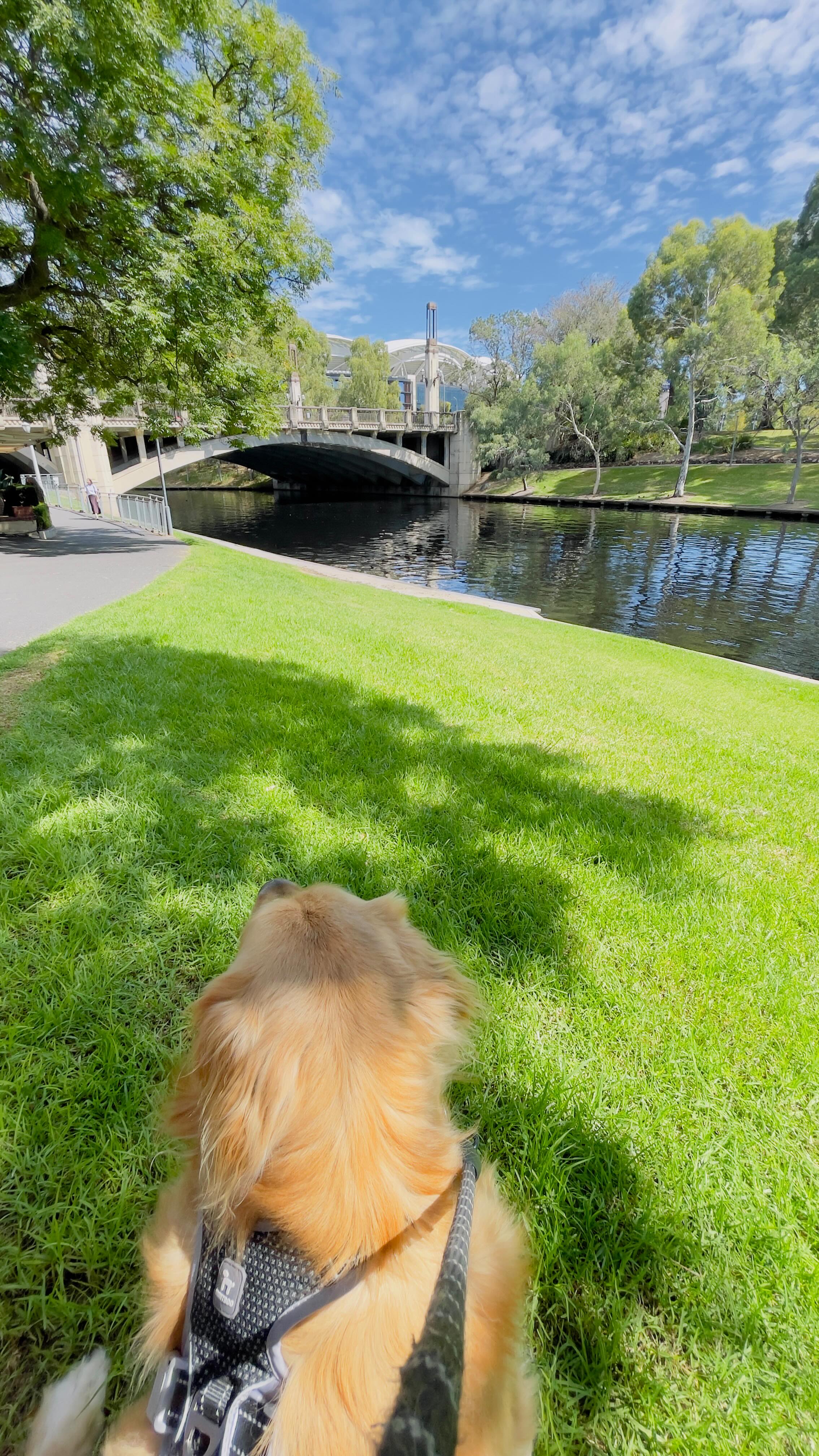 Not long to go…we can’t wait to show you what we have planned for 2026!!
#themay50k #walkwithmeandkoukla #msawareness #multiplesclerosis #adelaideevent