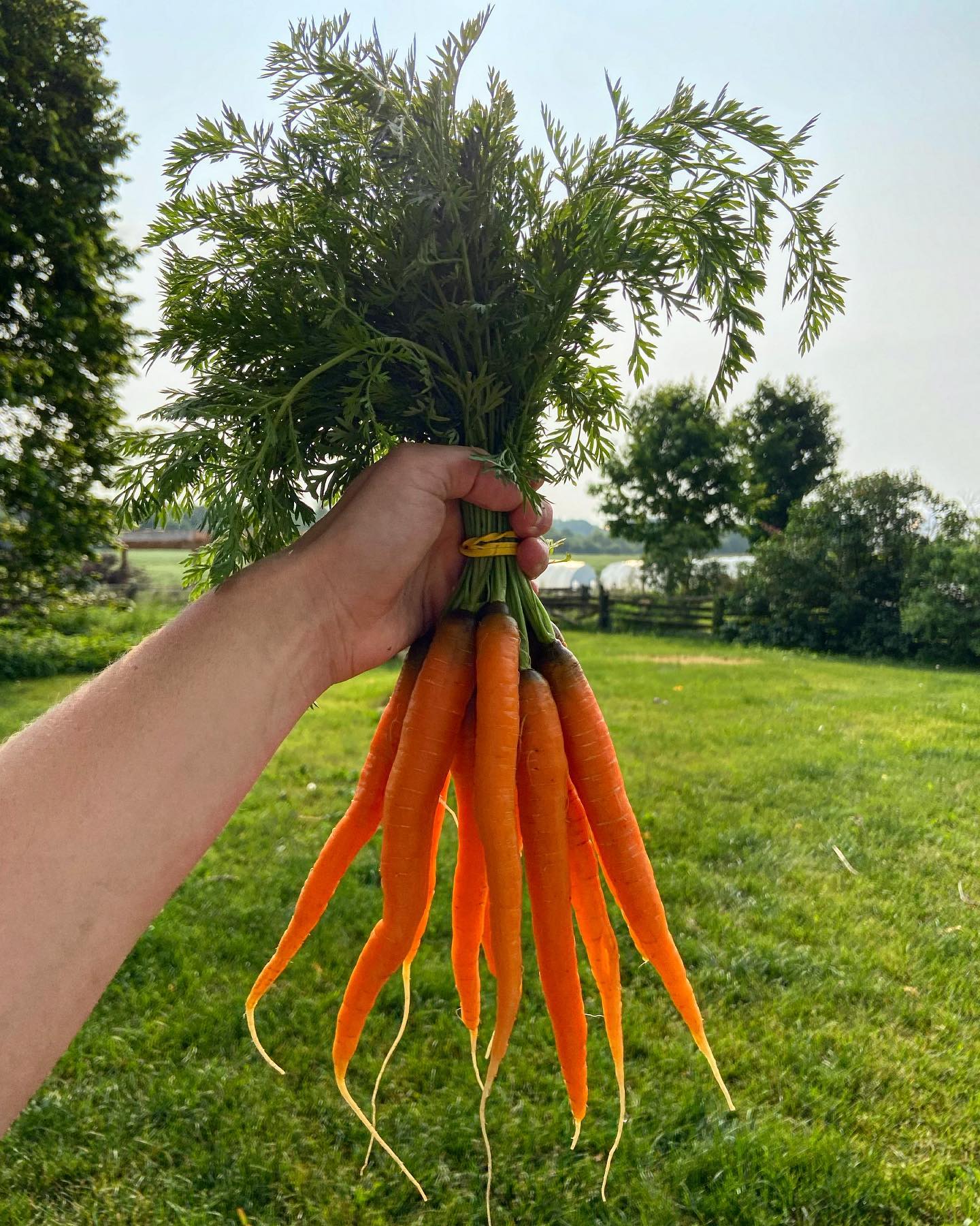 Hello one and all! We will be at both the Elora and Guelph farmers markets tomorrow. Tons of fresh produce such as: spinach, micro greens, purple top turnips, beets, carrots, salad mix, seedlings, and more…!!!
Be there or be square!!🥕