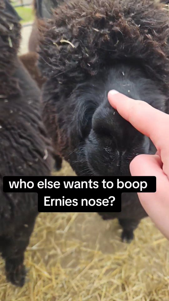 Ernie enjoying the boops!
#wiltshirealpacas #alpacaexperience #alpacawalking #alpacaadventures #fluffyfun