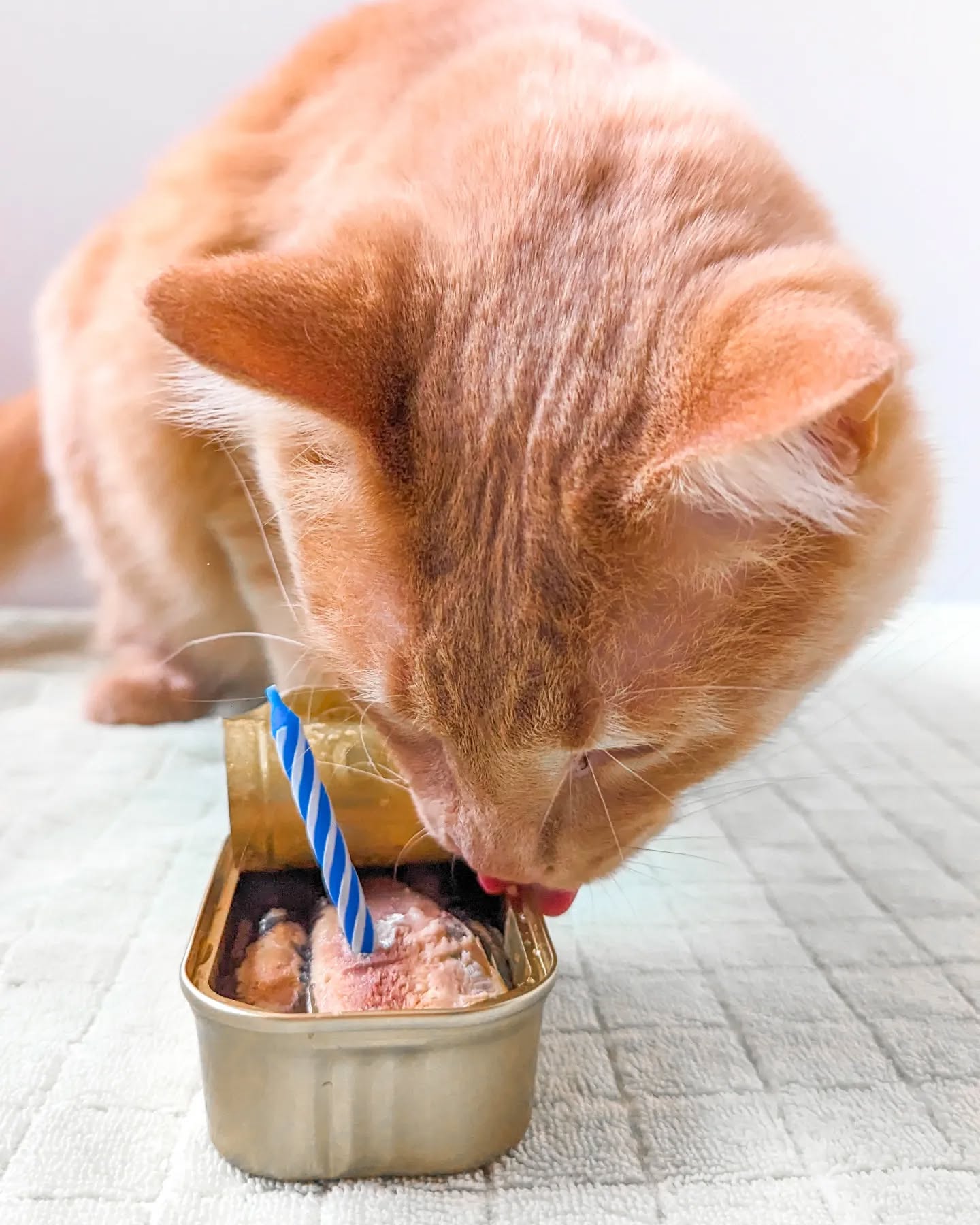 Happy 1st Birthday to my food loving boy, Remy! 🐈🎂
.
.
.
#cat #catstagram #foodblogger #foodblog #birthday #remy #ratatouille