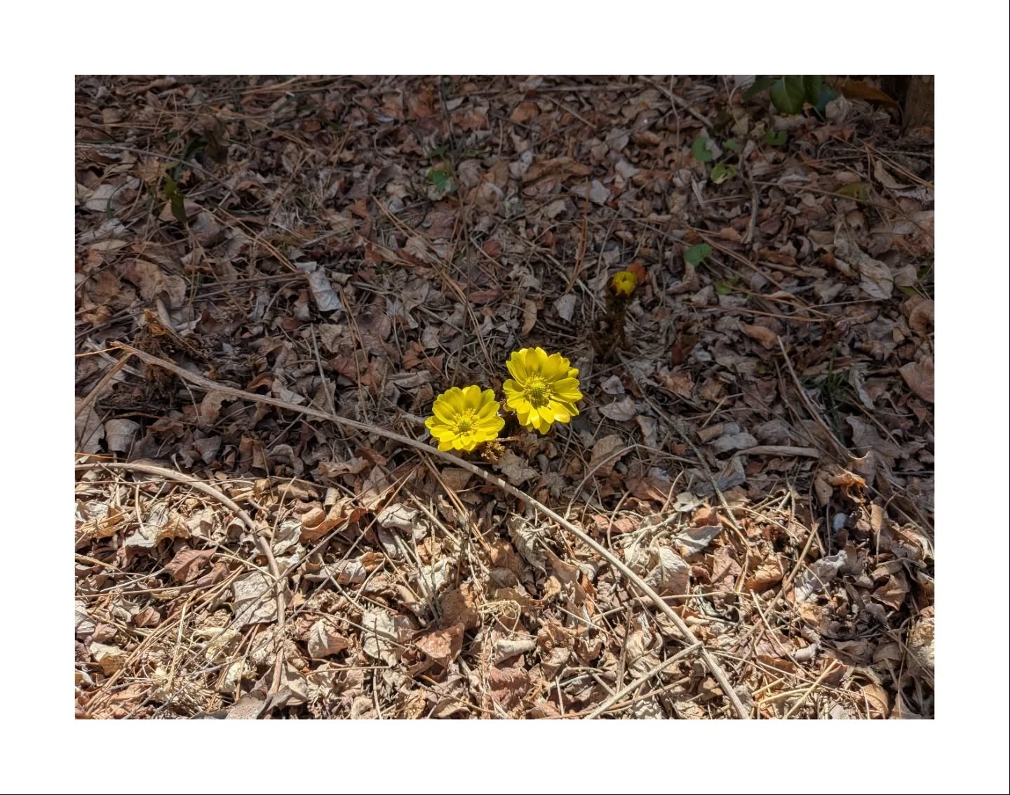 【つづねの日常】
お庭の福寿草もぽつぽつと。
#1日1組#古民家#宿泊#花#nagano