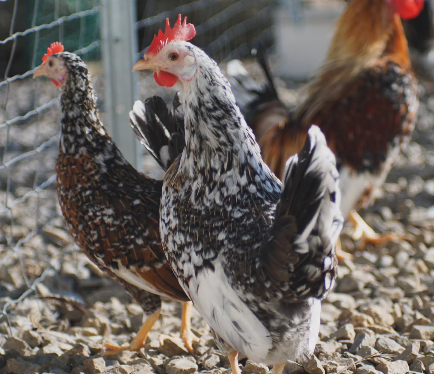 Die Bayerische Landzwerge sind für ihre enorme farbliche Vielfalt beliebt. Es handelt sich bei den Tieren um eine bunte Population, die Farbvarianten reichen über wildfarbig, rot, gelb, schwarz und häufig eine weiss-mottled (gefleckte) Scheckung.
_____________________________________________
𝗩𝗲𝗿𝗳ü𝗴𝗯𝗮𝗿: Bruteier 🐣, Küken 🐥
𝗙𝗮𝗿𝗯𝘀𝗰𝗵𝗹ä𝗴𝗲: bunt/mottled
𝗵𝘁𝘁𝗽𝘀://𝘄𝘄𝘄.𝗯𝗿𝗼𝗵𝗼𝗹𝗺𝗲𝗿-𝘇𝘂𝗰𝗵𝘁.𝗰𝗼𝗺/bayrische-landzwerge
Instagram & TikTok @huehnerwelt_rauch
Facebook @rauchs_huehnerwelt
_____________________________________________
Liebe Grüße
Euer Gabriel von Rauchs Hühnerwelt
#bayrischelandzwerge #zwerghühner #Bruteier #Rassegeflügel #küken