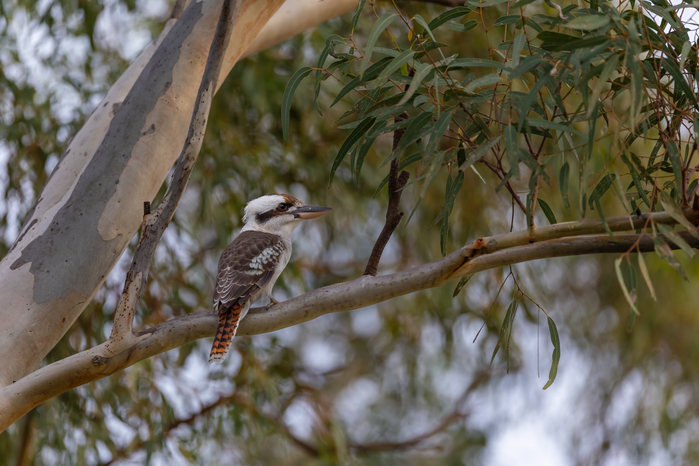 Tuesday Laughs.
Any Irish pub right now.
#stpatricksday2026
#canonaustralia
#kookaburra