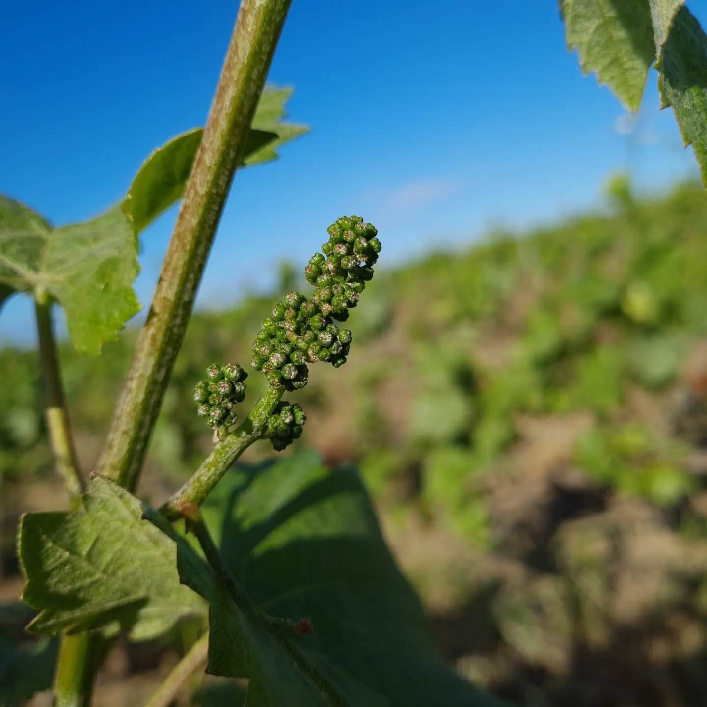 Promesse...
#champagnelover #grandcru #montagnedereims