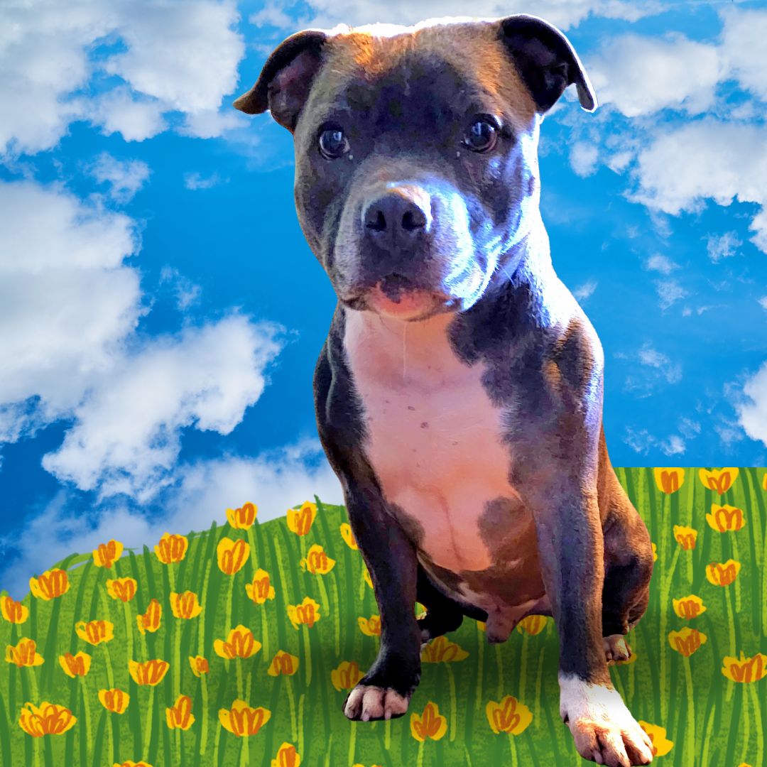 Struggling with leash walks every single day? You’re not alone. A calm, happy walk is absolutely possible. At Citizen Canines, we show you how simple steps and positive reinforcement can change everything. Want your daily walks to feel easier? Call 832-341-4578 or visit citizencanines.net to start today. 🐾🙂