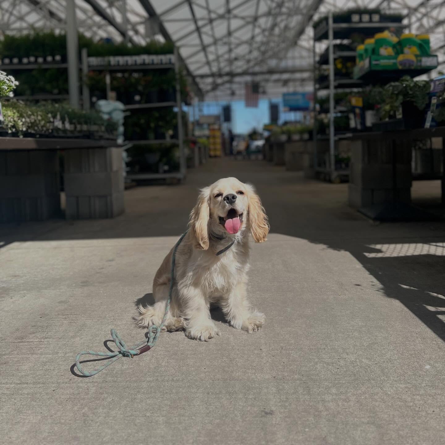 Bennie and I getting some garden shopping done on this beautiful Friday! ☀️🎓🐶