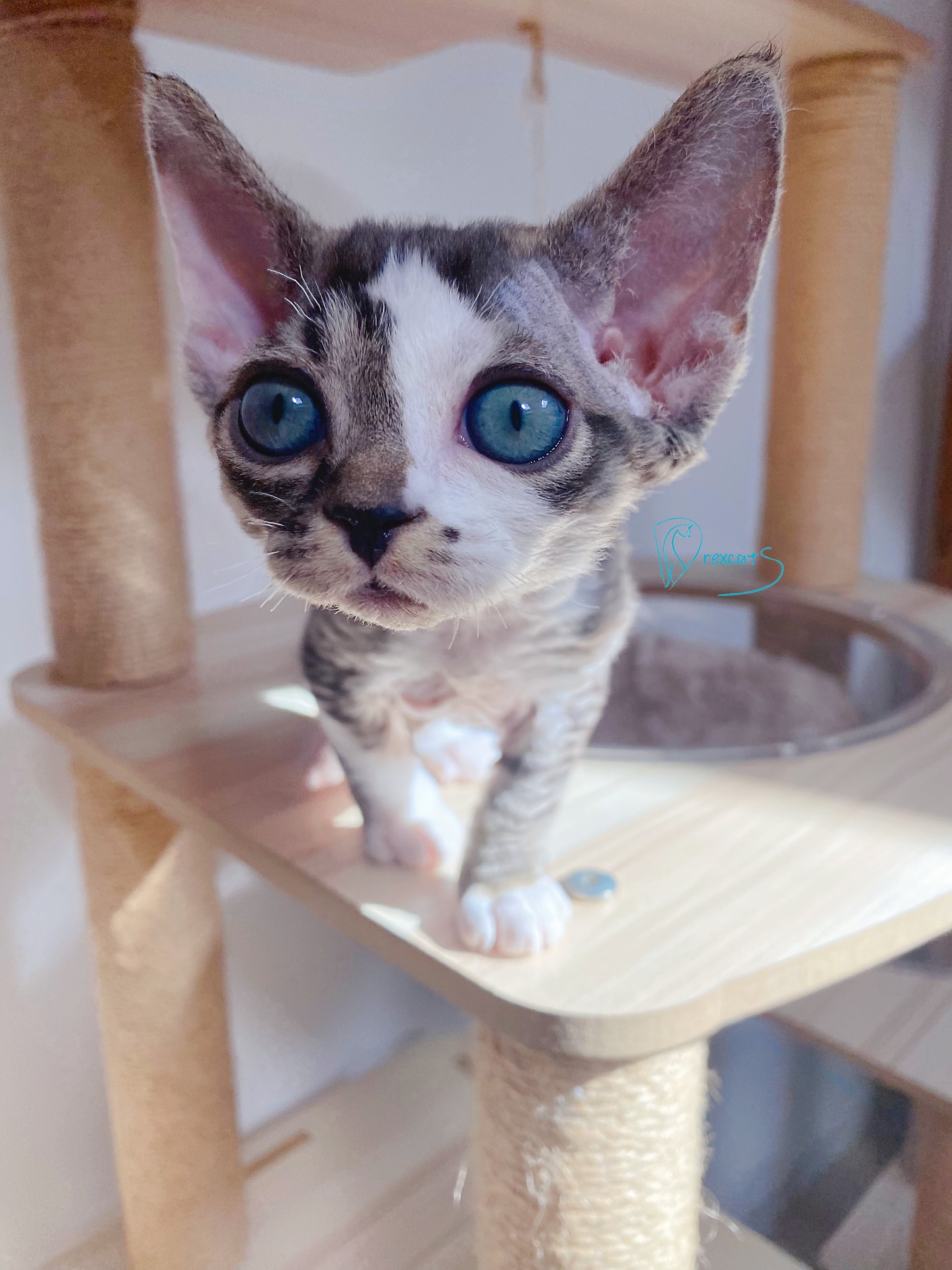 What's for lunch? Definitely MEAT! MEAT! MEAT! 🍖😸🔥
No salads, no veggies — just good, delicious meat. Hurry up with that bowl!
Drexcats Cattery
Devon Rex NJ, USA
#DevonRex
#devonrexcat
#devonrexkitten
#Drexcats
#drexcatsLitterL