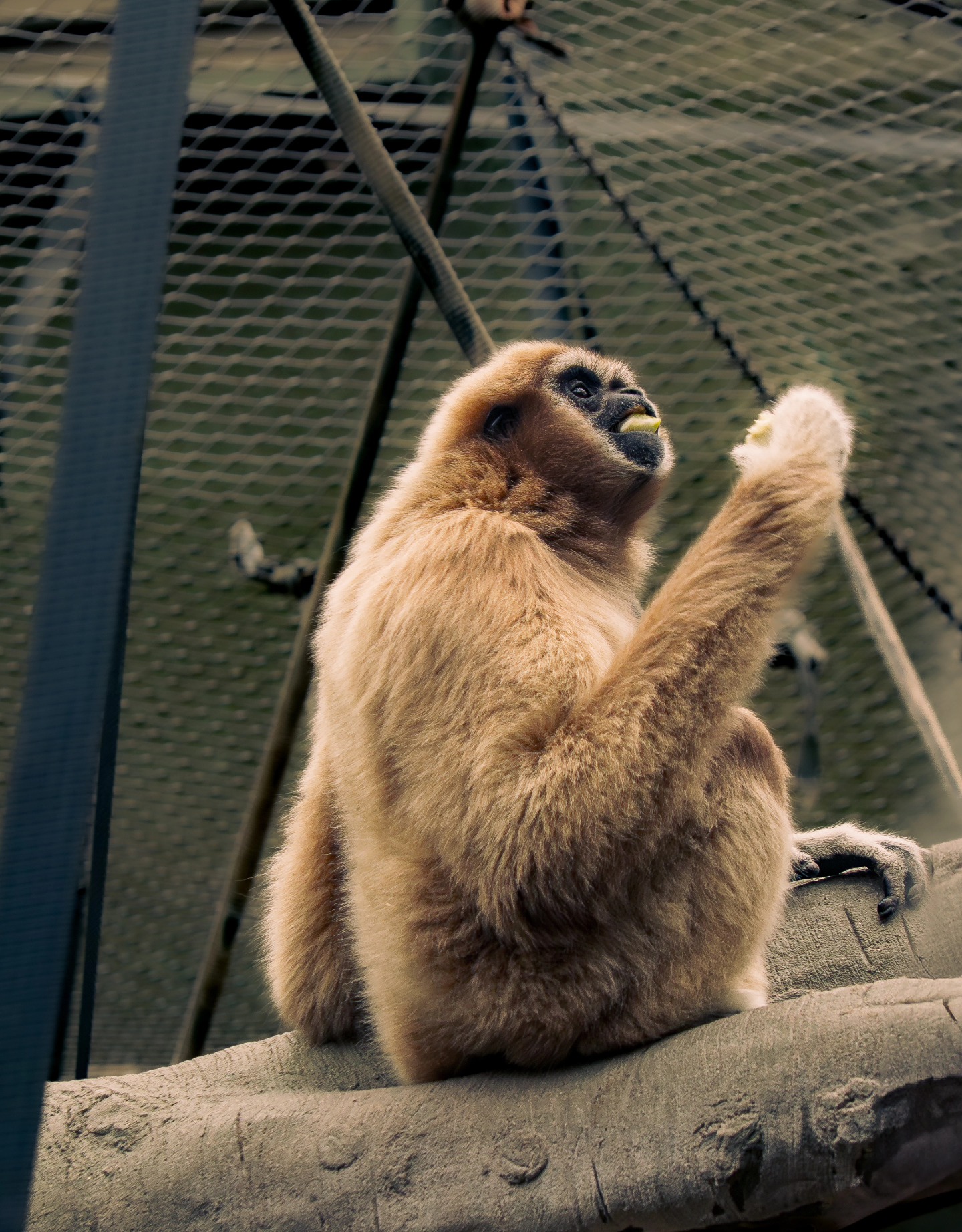 Always obsessed with the gibbons at Chester Zoo ๐๐ฅน
This guy in particular was so expressive
Taken using Olympus OMD EM-10 Mark II with Olympus Zuiko 40-150mm lens
#naturephotography ##wildlifephotography ##zoophotography #chesterzoophotography