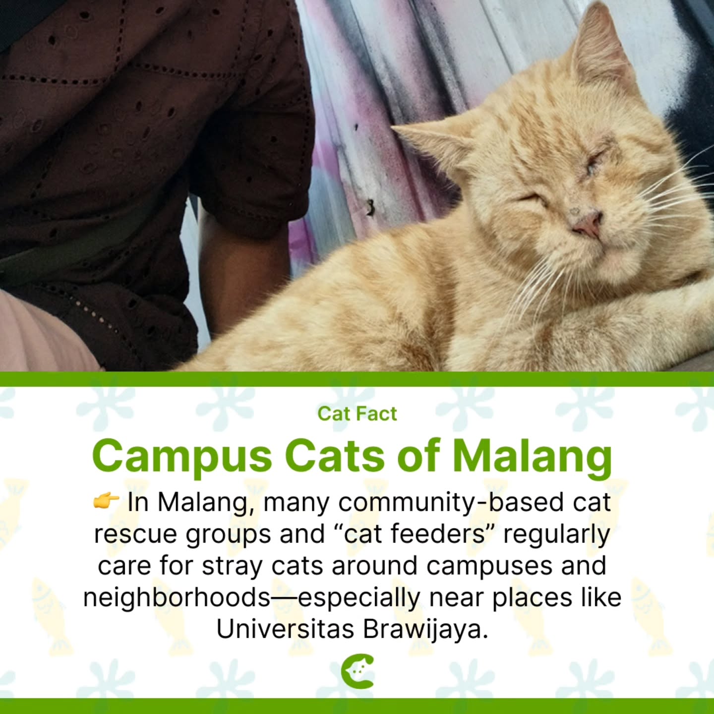 Cat Fact 🌿
.
.
.
#campusmalang #brawijayauniversity #malang #straycats #catcommunity