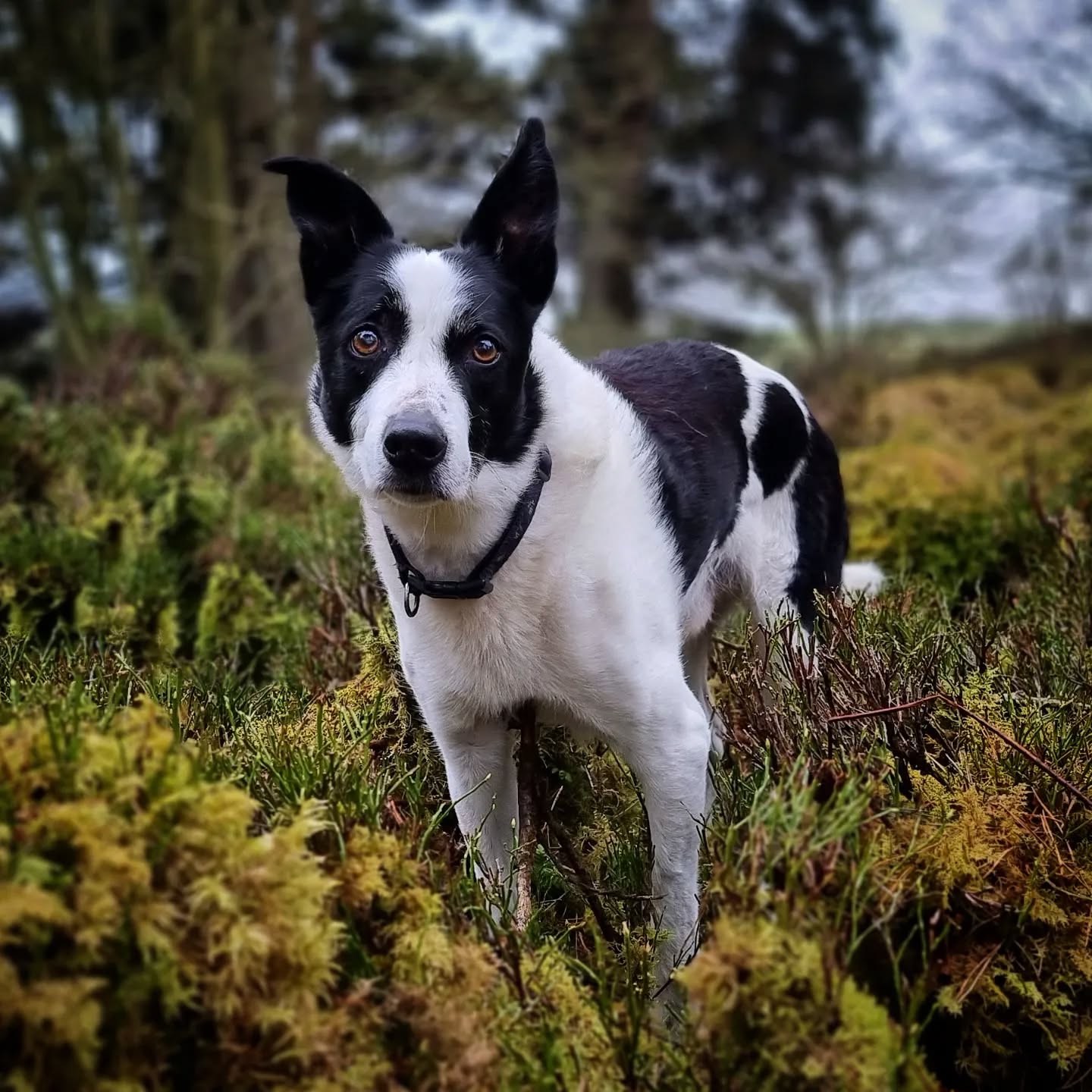 Ben
#Ben #bordercollie #collie #colliesofinstagram #bordercolliesofinstagram #dogsofinstagram #dogsofinsta #instadogs #dogphotography #scotland #dogsofinstaworld #dogstagram #dogs_of_instagram #dogsofig #instagramdogs #happy #goodboy #pawsome #adventurewithdogs #dogs #doglovers #lovedogs #doglife #dogsdaily #doggy #dogsonadventures #dogscorner #dogwalking #instadog #dailydog