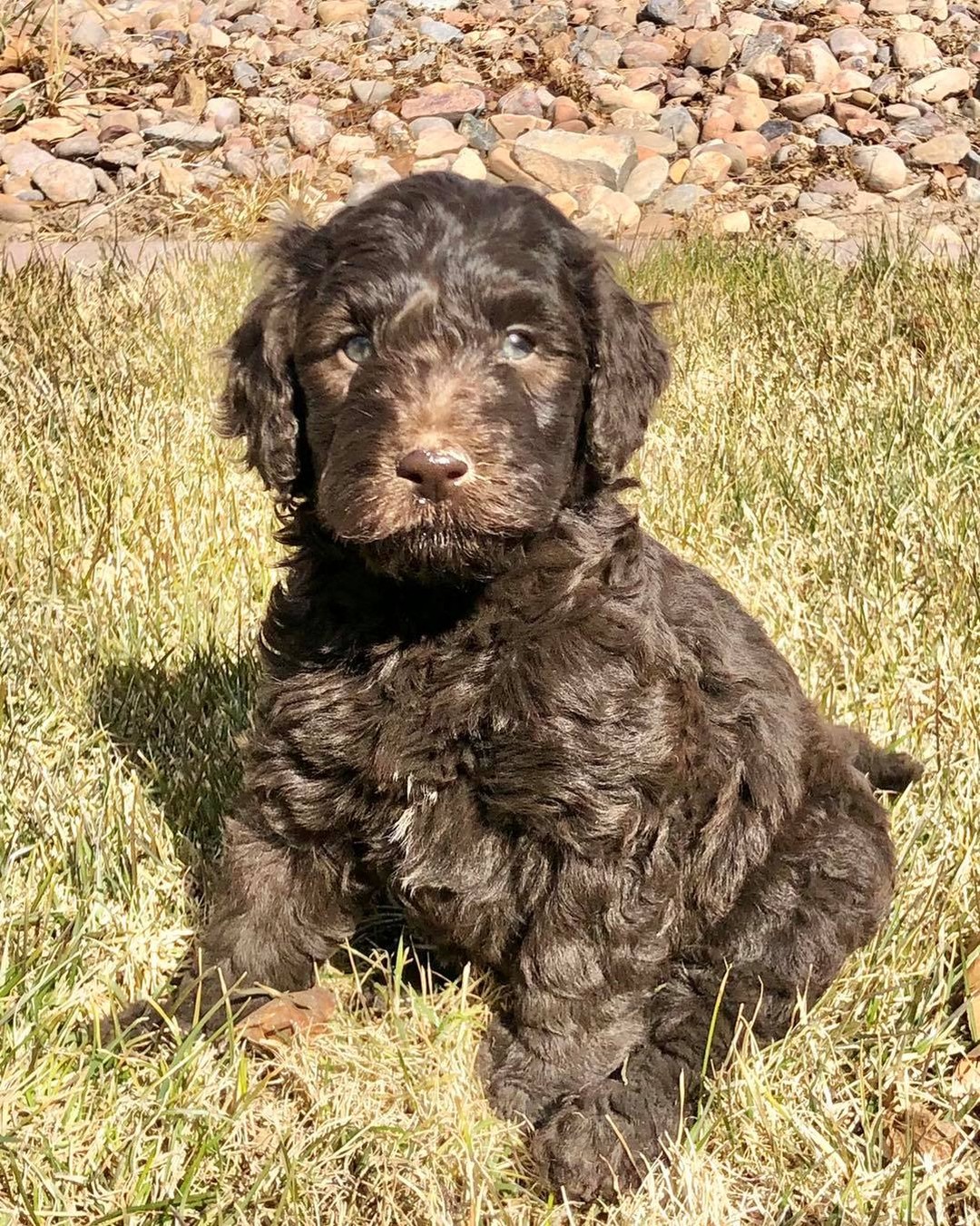 Looking for their new forever couch. F1b mini Bernadoodles Ready soon. Located in Utah. Shipping available all over the USA
Private message me for more information