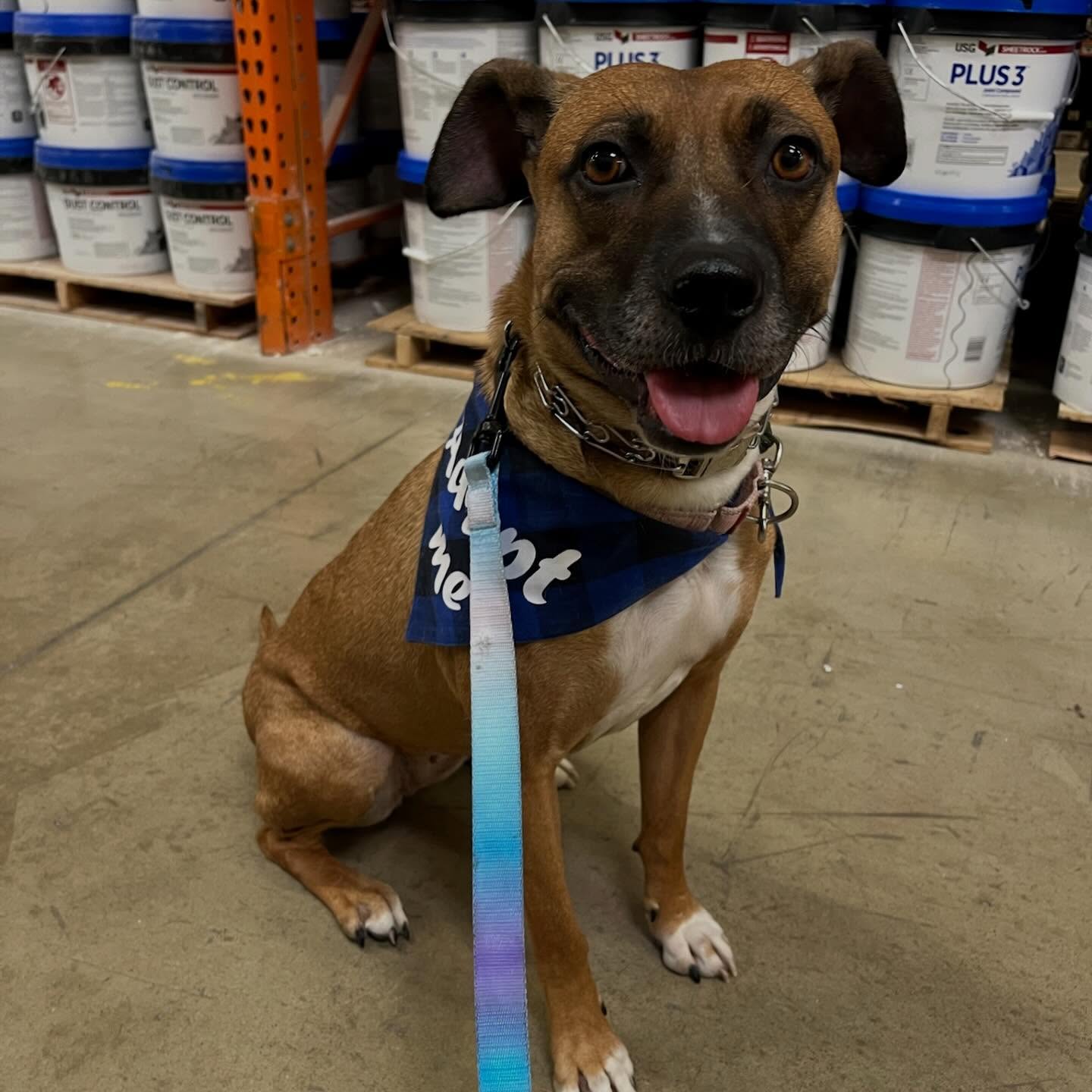 🇺🇸Tilly🇺🇸
Meet Tilly! 💪Tough beginnings aren’t keeping this girl down!
Ruff Patriots has partnered with @olddominionhumanesociety to help get her ready for her forever home. Her foster is doing a great job keeping up with her training and Tilly is starting to thrive. 🐶
Wish Tilly good luck as she continues her training!
🐶Interested in Tilly? Check out the ODHS website for more information!
🏠Ruff Patriots will provide transition lesson to help her continue to thrive in her forever home!