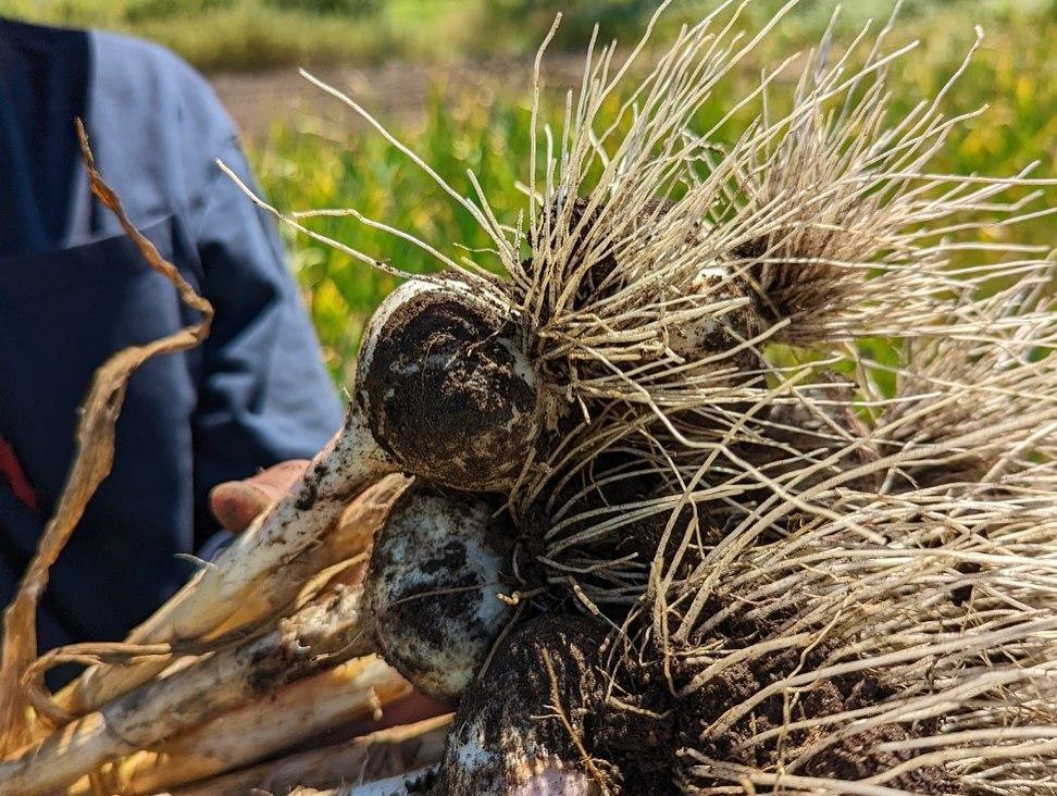 Garlic Harvest 2022 🧄
Hardneck varieties including New York White, Georgia Crystal, and Music have all been harvested and are now curing in the dry area of the Propagation Greenhouse.
#garlic #hardneckgarlic #garlicharvest #fourseasonfarming