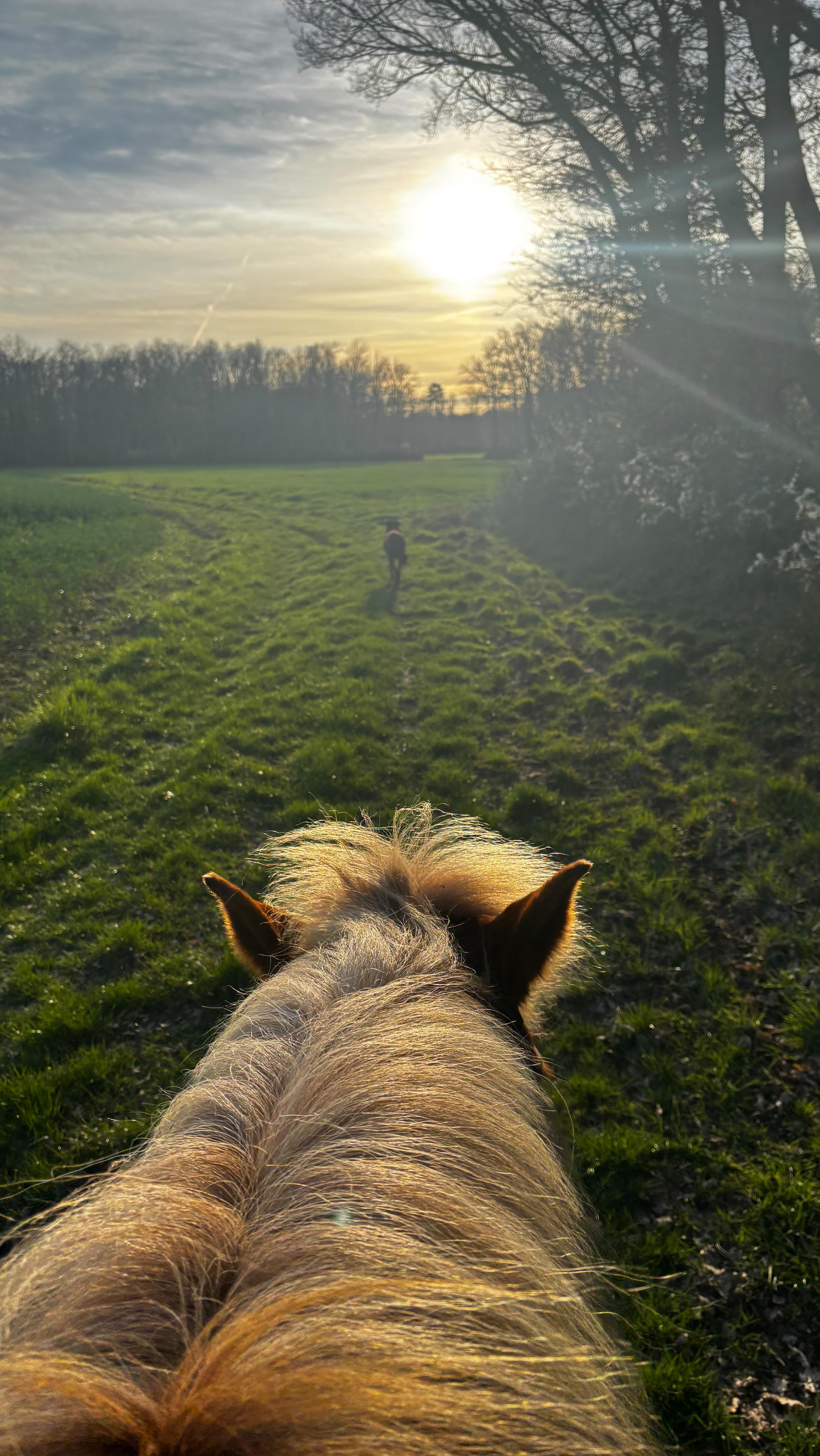 #nature #haflinger #douceur #grandair #baladeacheval
