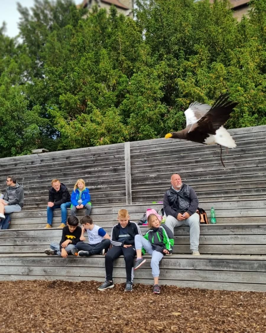 Das war unser Ausflug zur Falknerei Kreuzenstein.
#aktivspielplatz #rennbahnweg #institutfürerlebnispädagogik