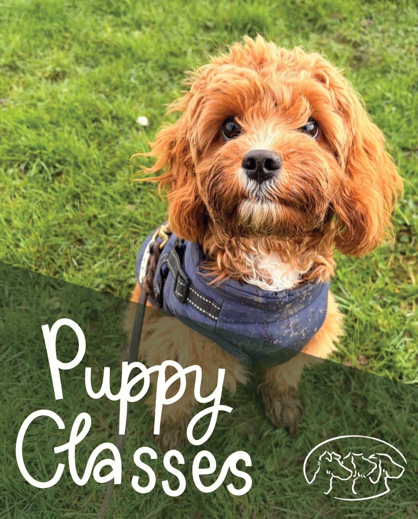 Puppy Classes! Our puppy group classes are available to book now for our April term. Classes can only be booked via the website. Feel free to reach out to us if you have any questions.