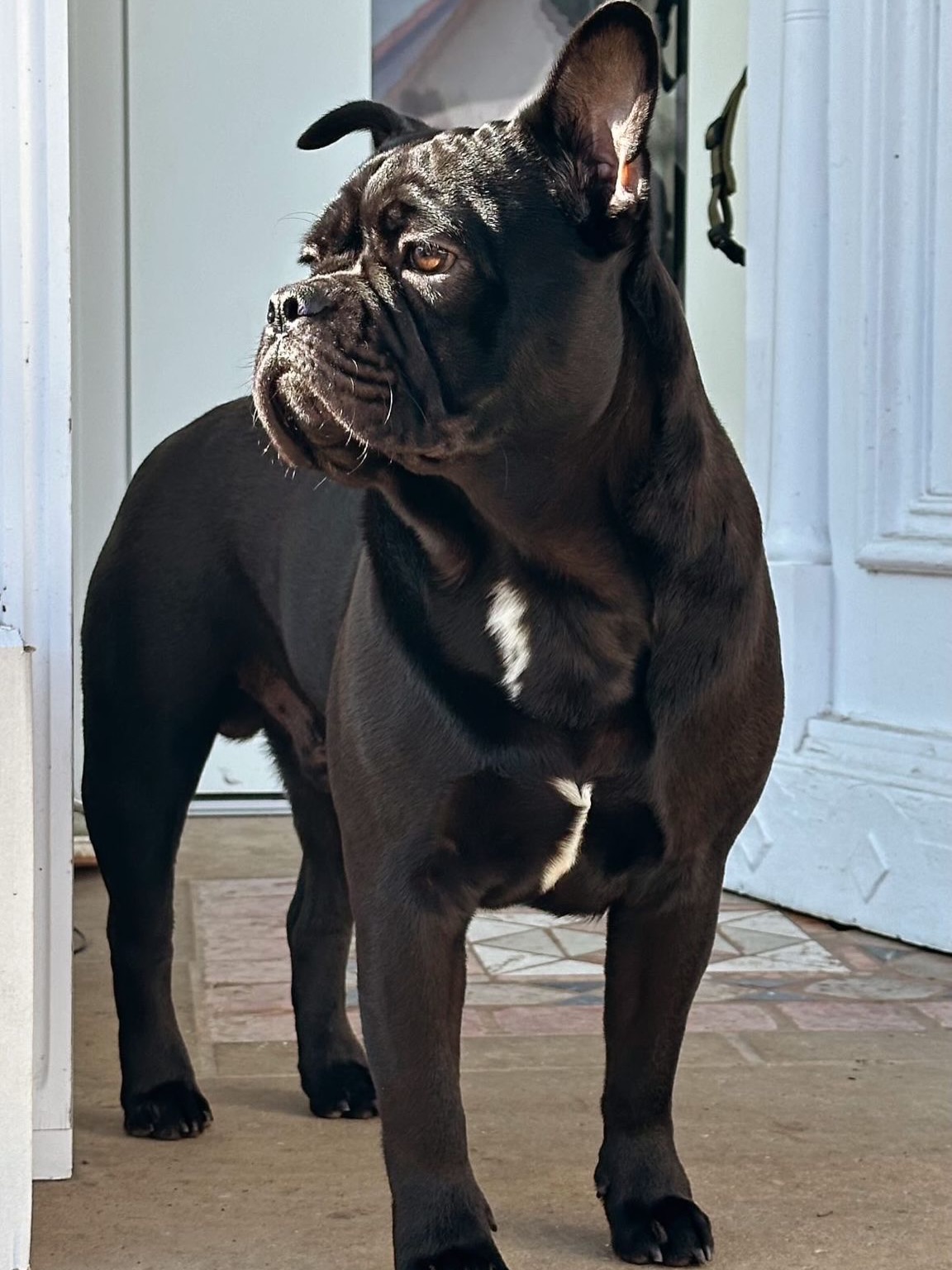 NOX. 🖤
Wunderschöner Nachzuchtrüde in lackfarbenem Schwarz - elegant und zeitlos. 🖤
Ein sportlich-massiv gebauter Kerl, nicht ganz klein, zudem mit toller Langrute und on top noch CDDY-frei. 💪🏻🖤
Was meint ihr, wie viel bringt Nox auf die Waage?
Schreibt eure genaue Schätzung gerne in die Kommentare. Ich bin gespannt, wer am nächsten dran ist. 🤩
ℹ️: Für uns steht Gesundheit und Funktion an erster Stelle. Gewicht ist kein Ziel und kann selbst innerhalb eines Wurfes variieren. Unsere Hunde starten bei ca. 10kg.
#AlphaBully #retrofrenchie #bullysmitnase #französischebulldoggeschweiz